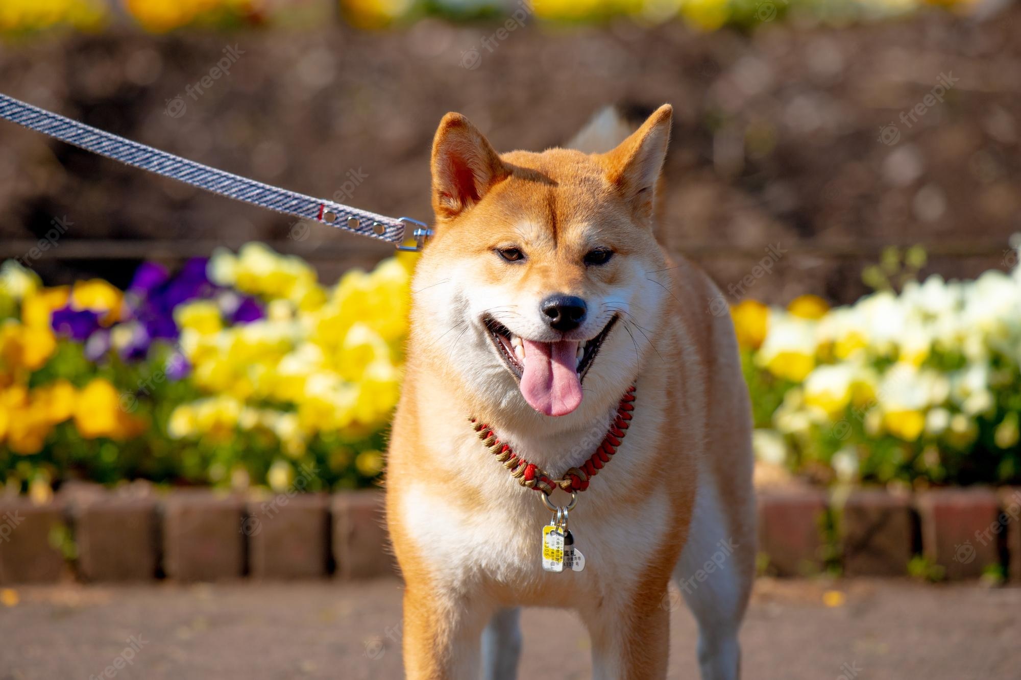 Shiba Inu Wallpapers