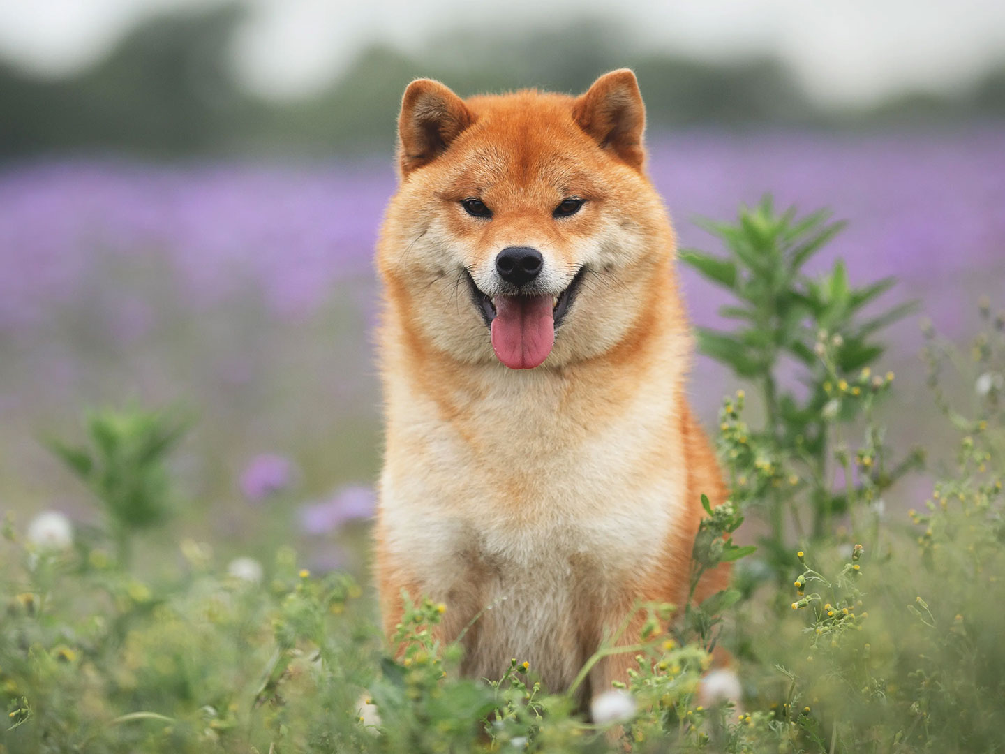 Shiba Inu Wallpapers