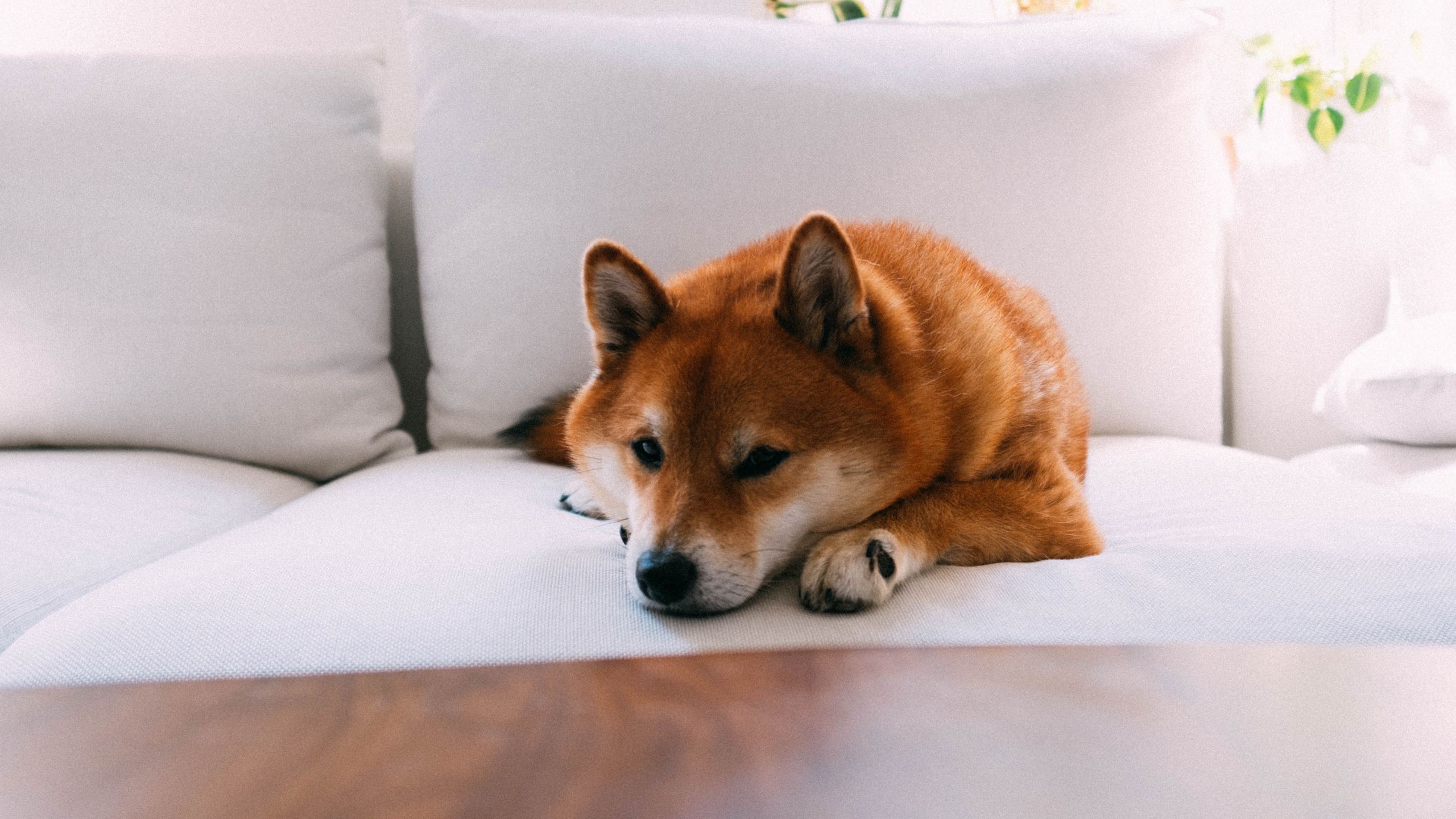 Shiba Inu Wallpapers