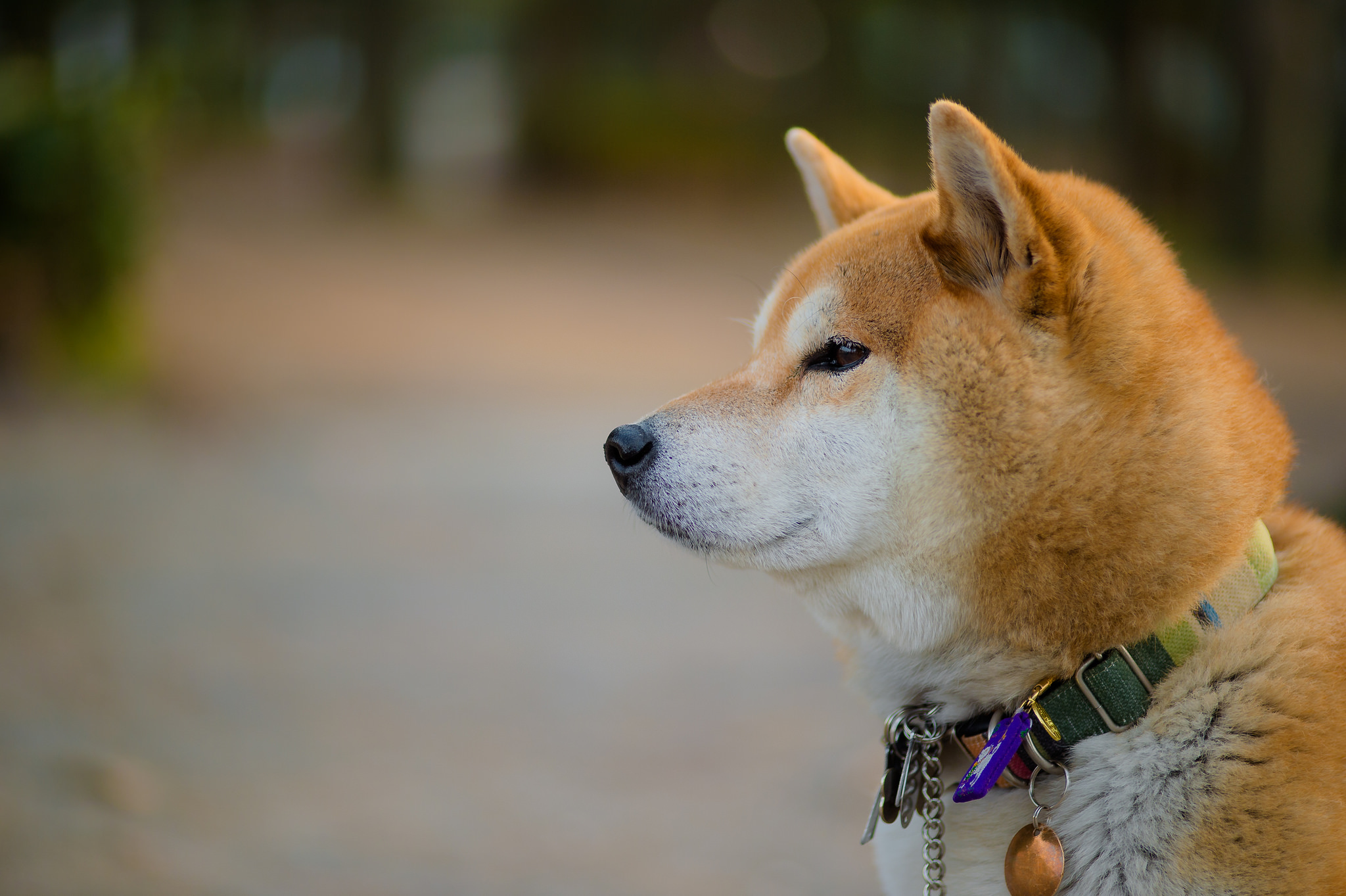 Shiba Inu Wallpapers