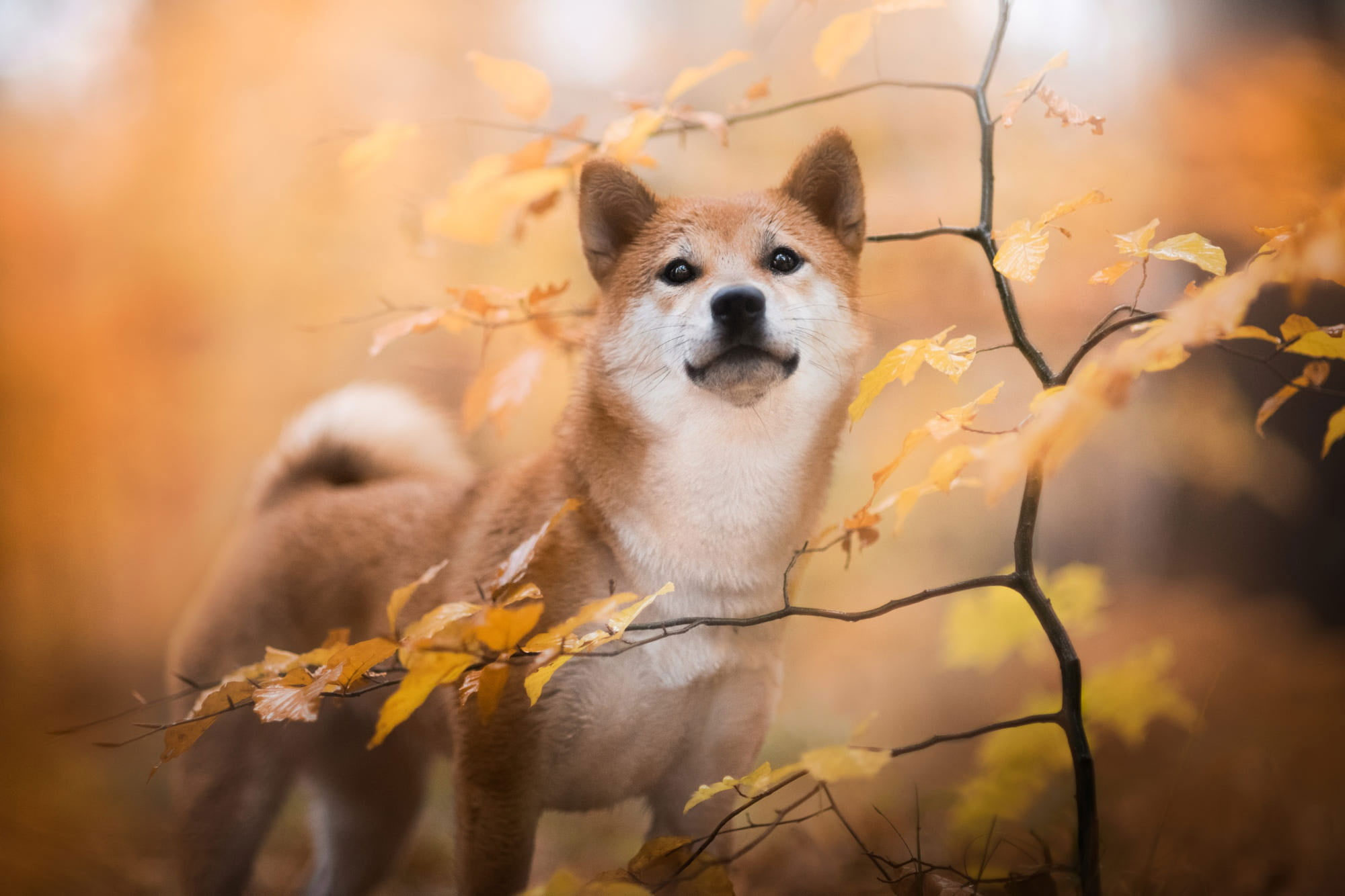 Shiba Inu Wallpapers