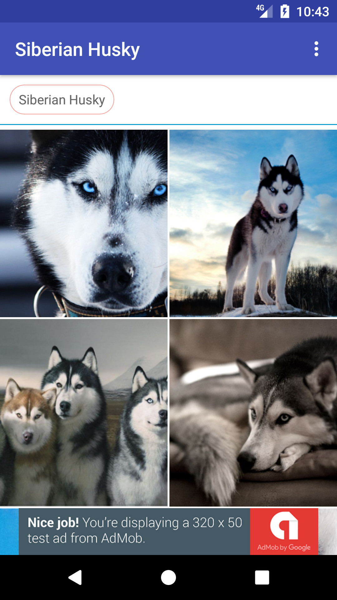 Siberian Husky Wallpapers