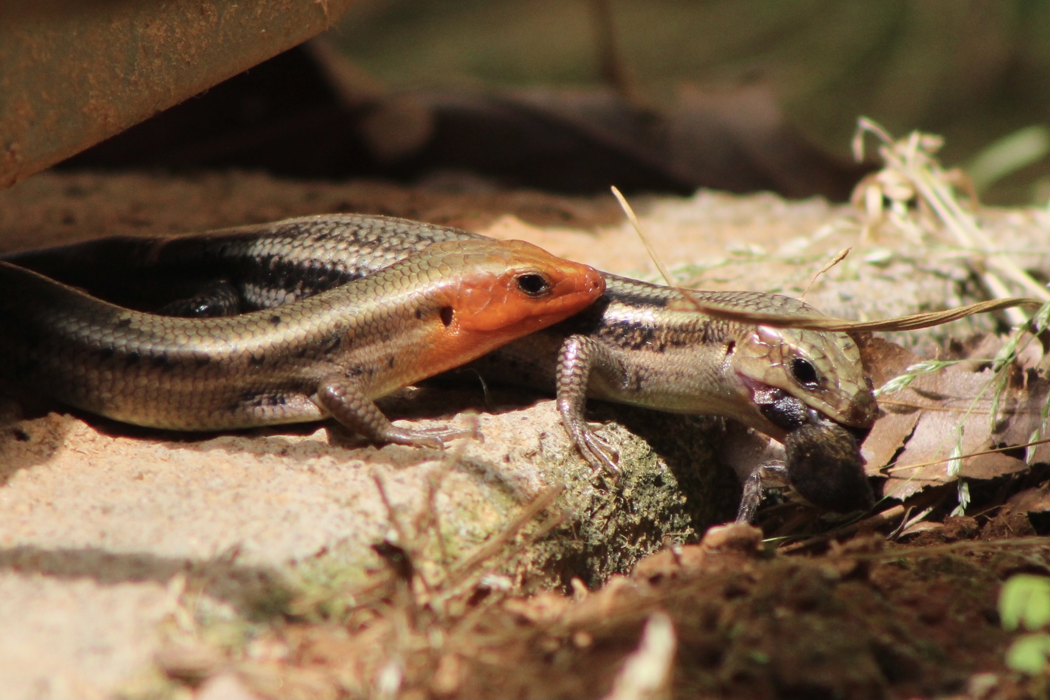 Skink Wallpapers