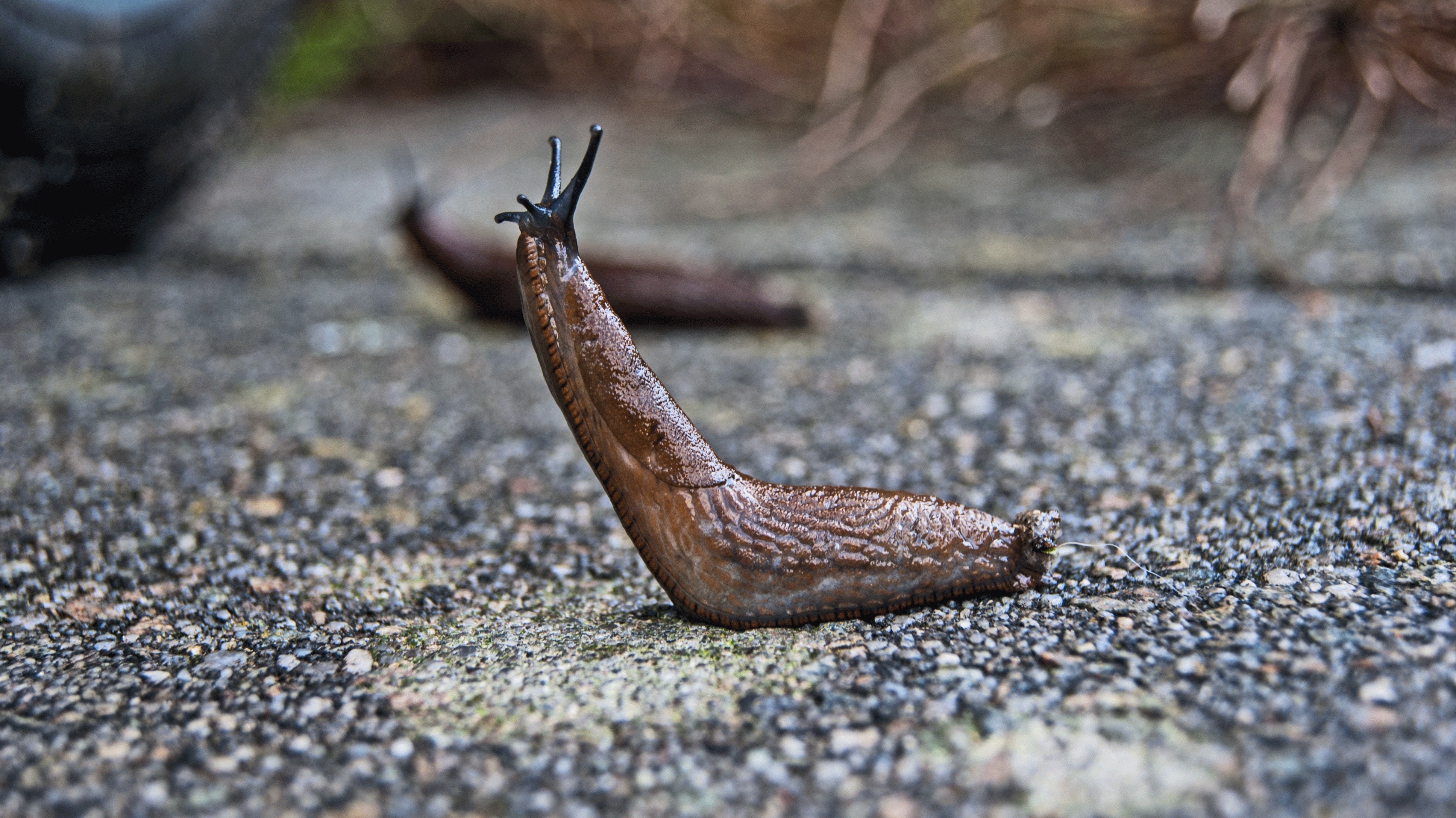 Slugs Wallpapers