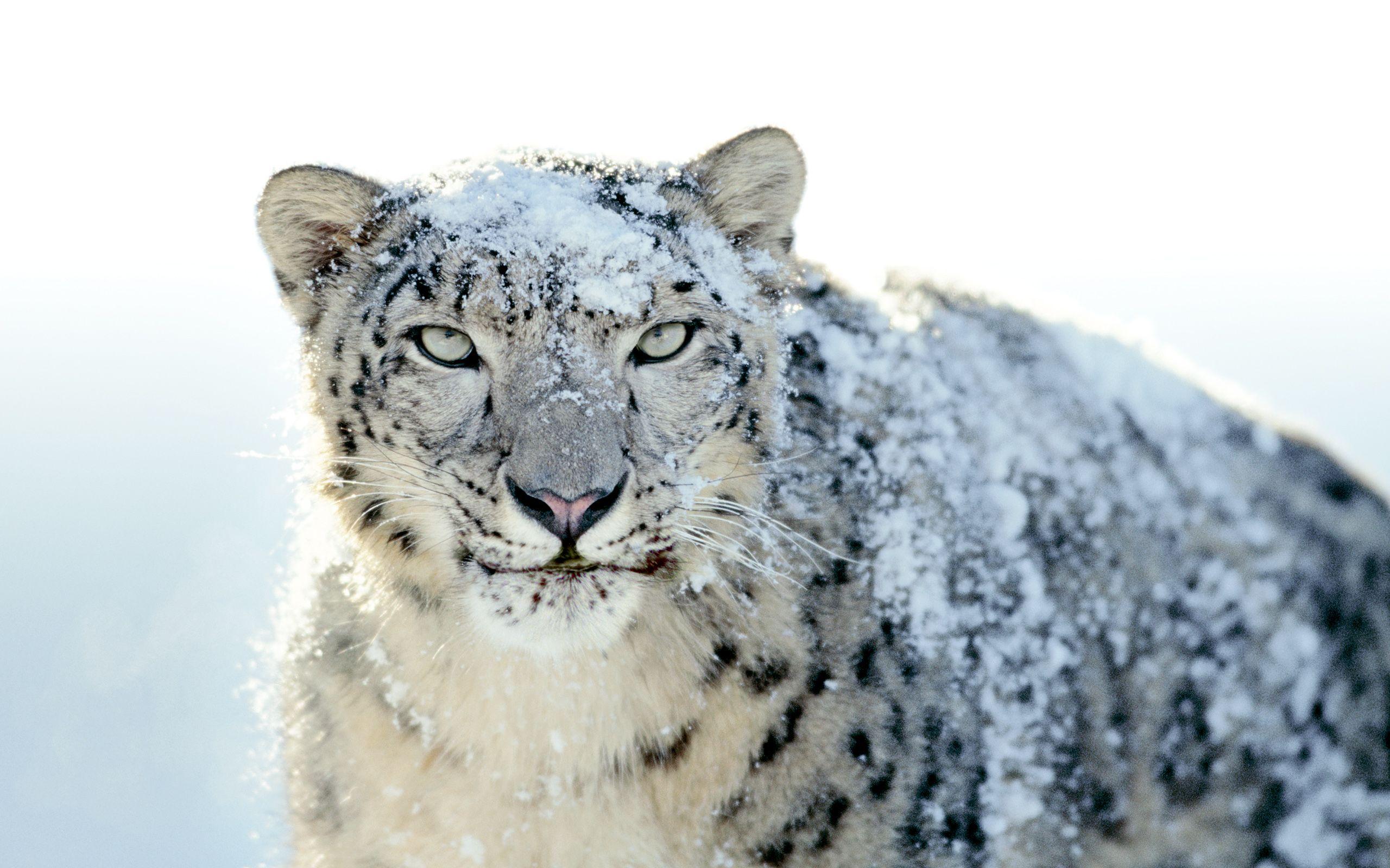 Snow Leopard Wallpapers