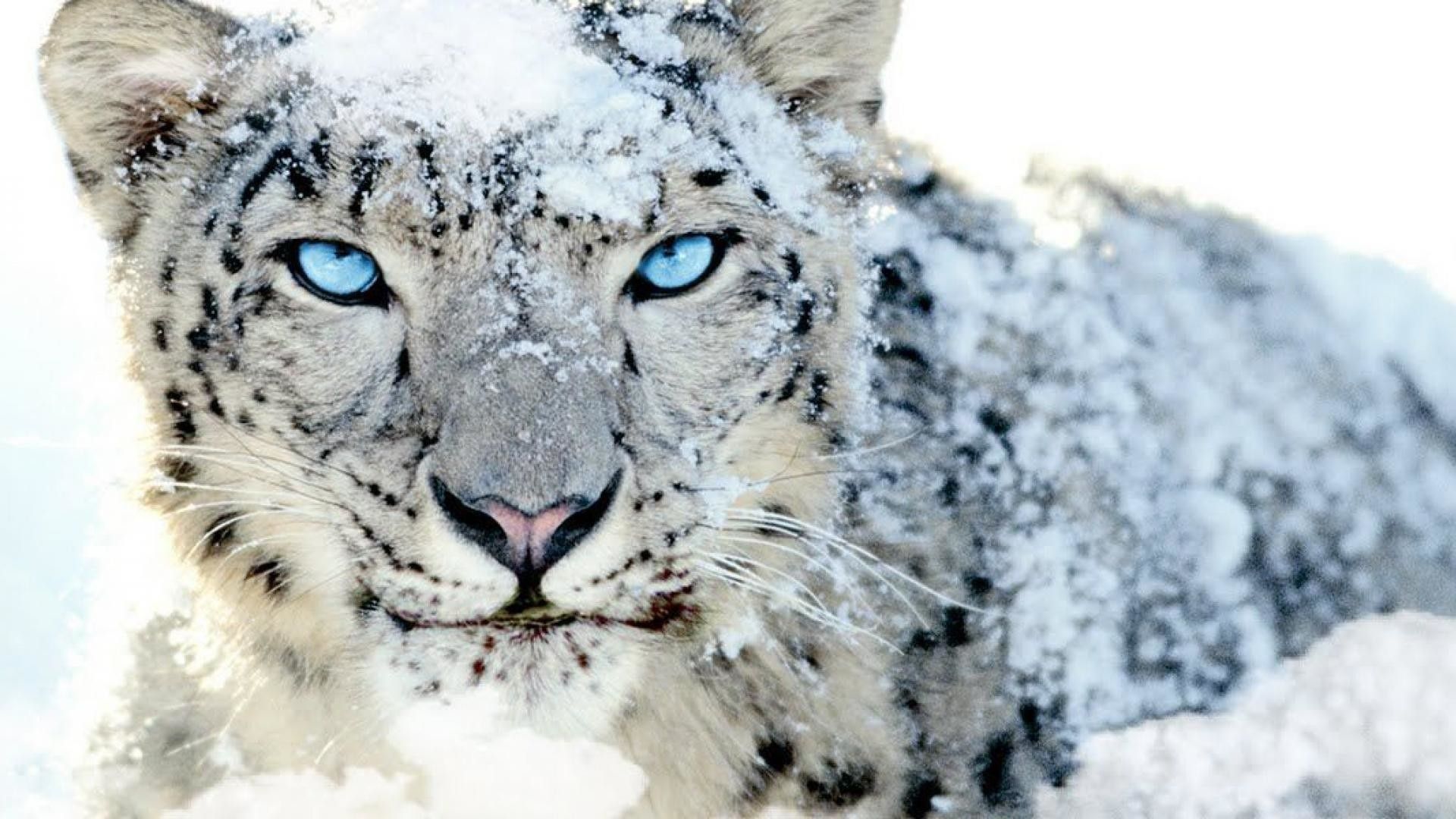 Snow Leopard Wallpapers