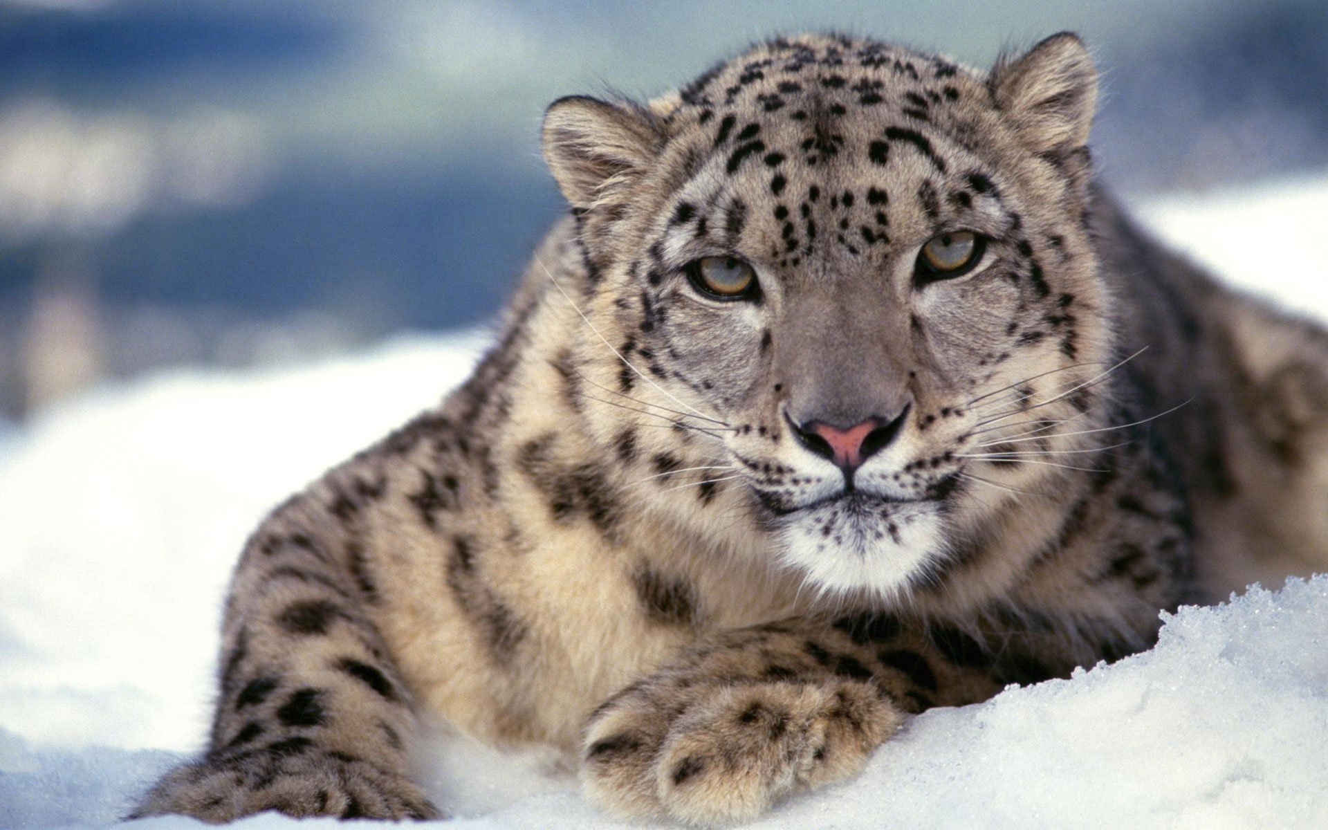 Snow Leopard Wallpapers