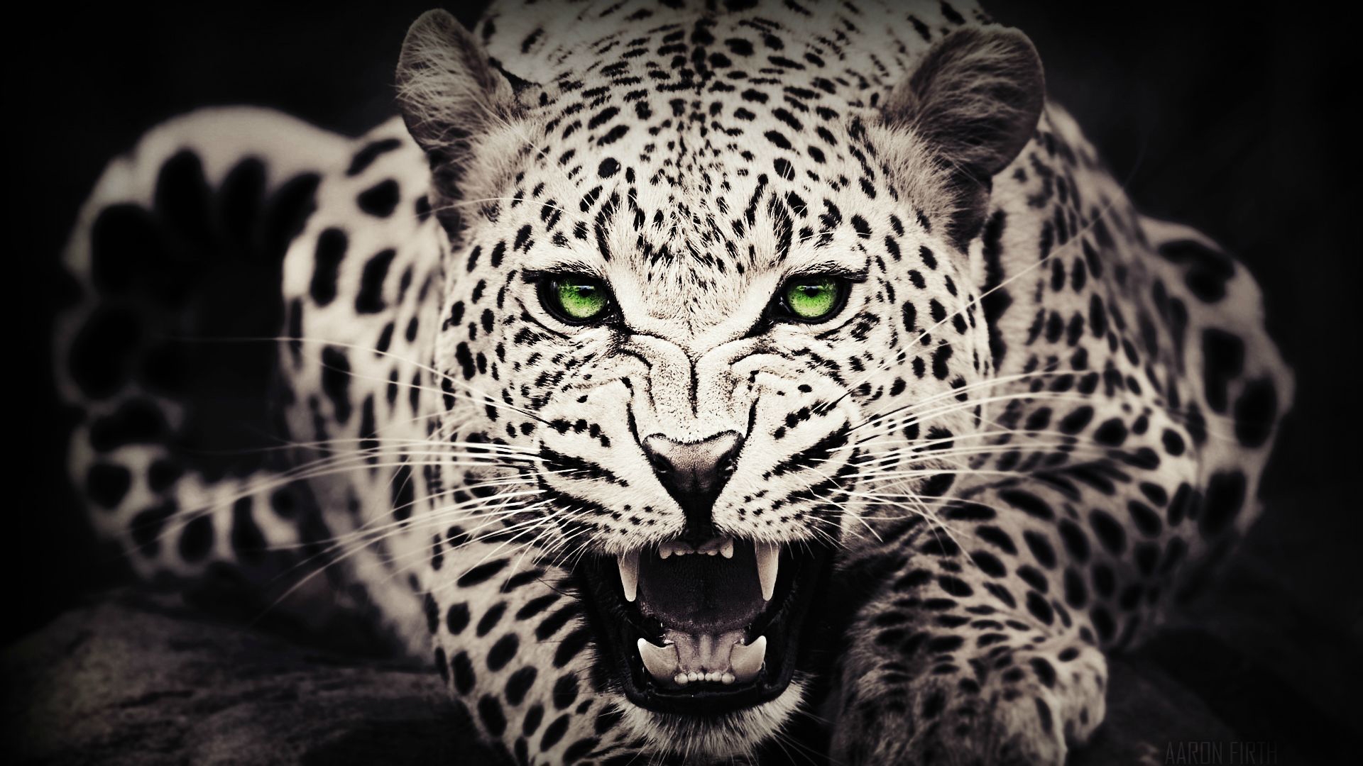 Snow Leopard Wallpapers