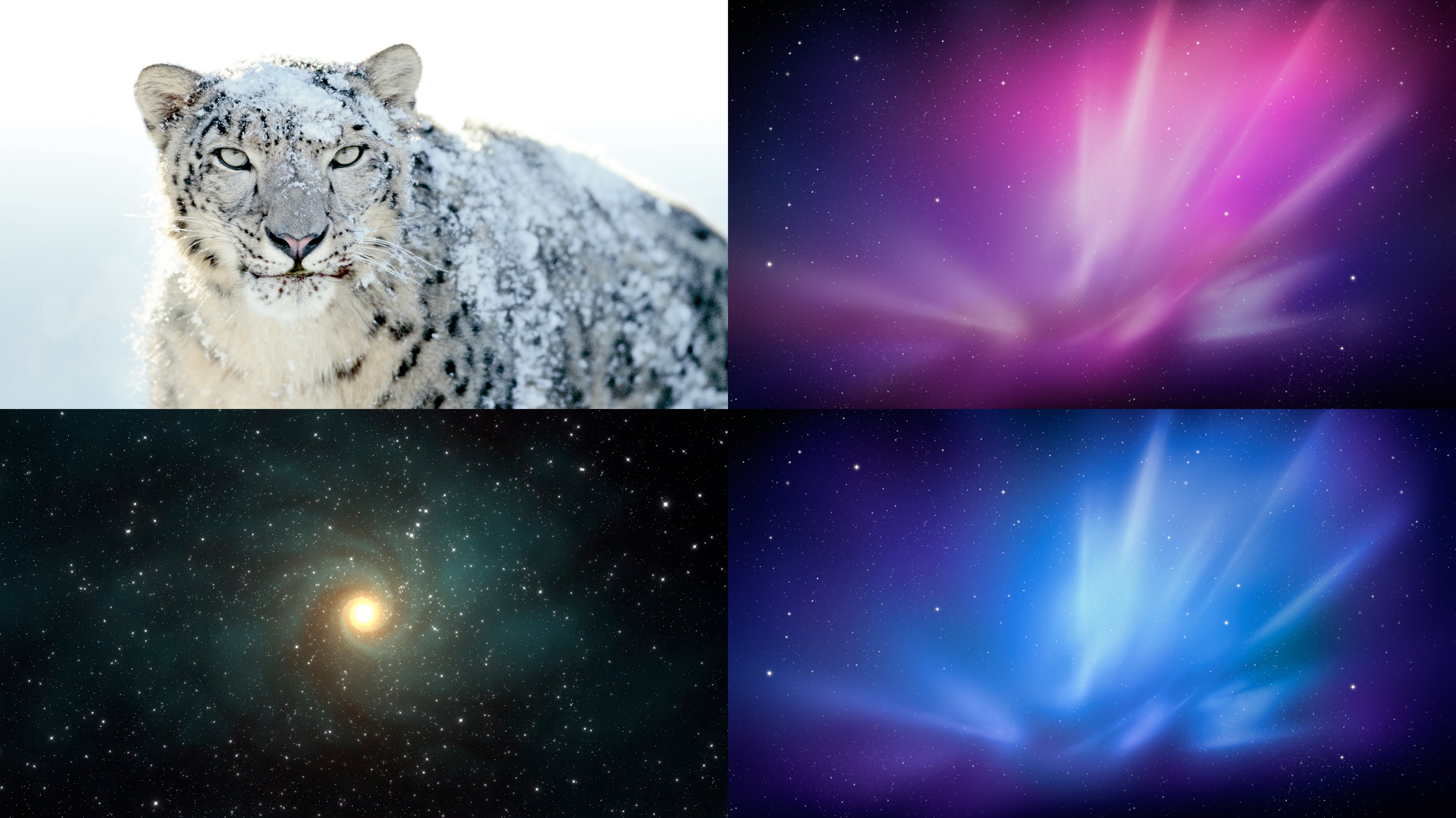 Snow Leopard Wallpapers