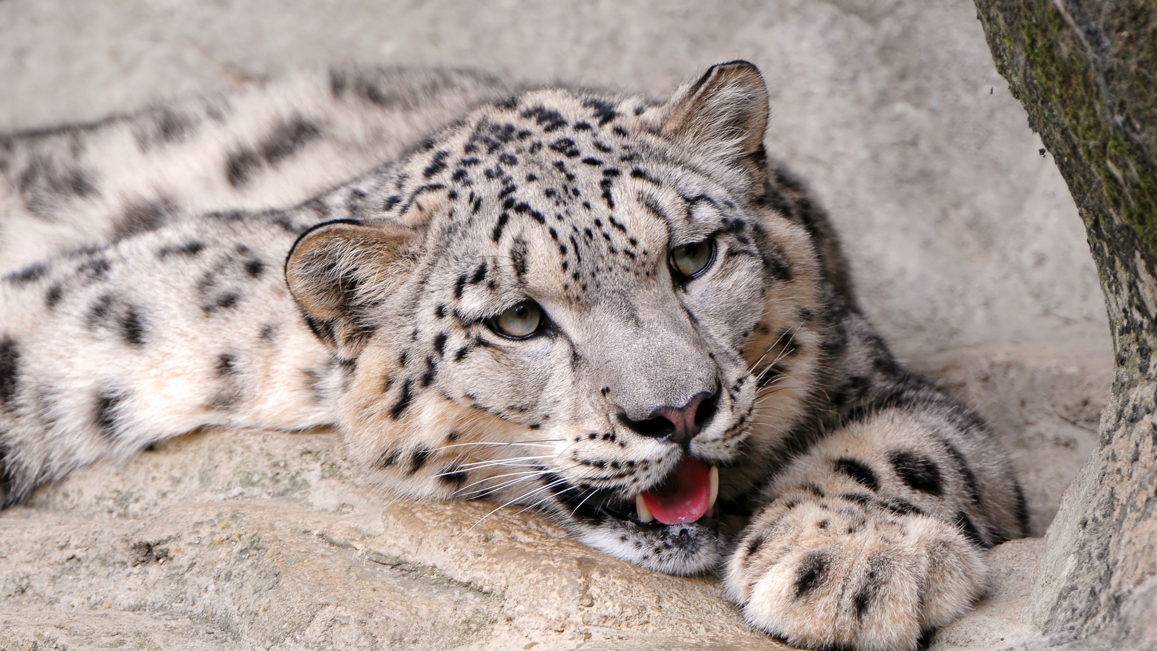 Snow Leopard Wallpapers