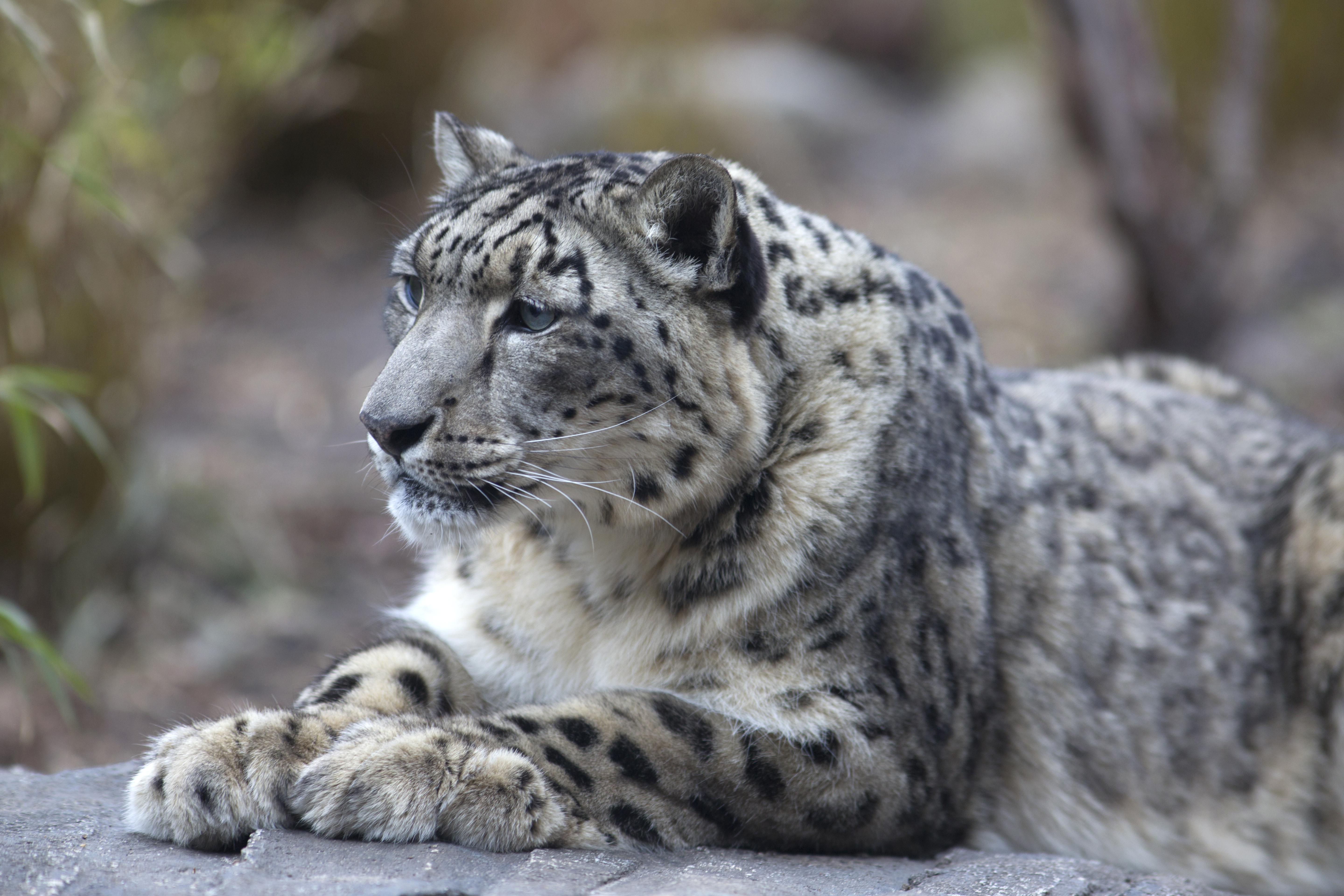 Snow Leopard Wallpapers