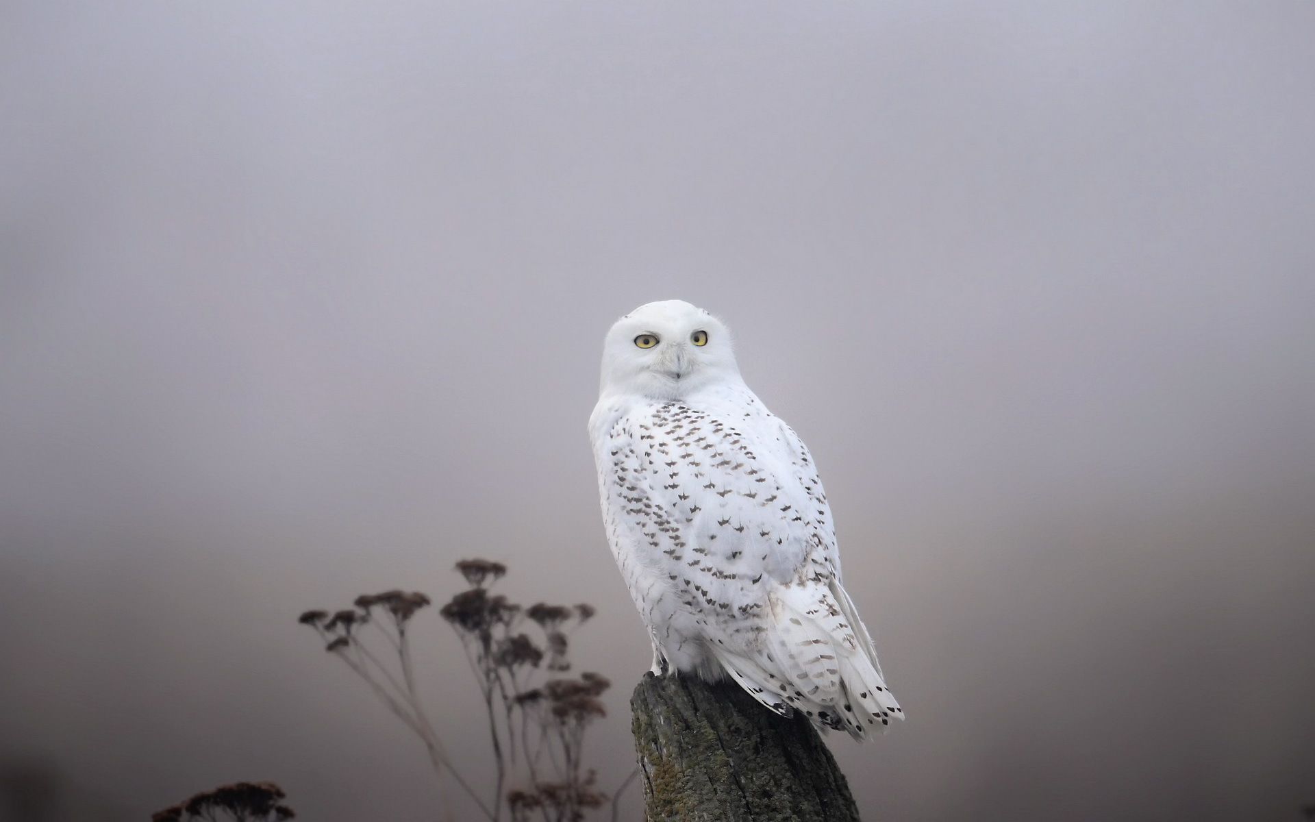 Snowy Owl Wallpapers