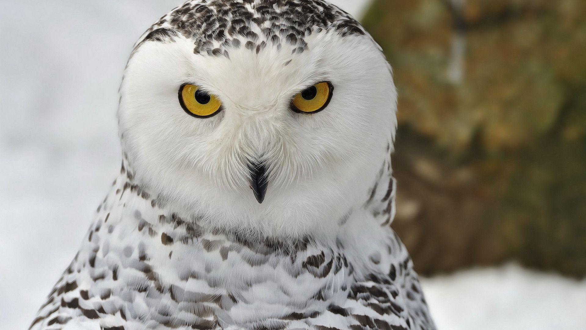 Snowy Owl Wallpapers