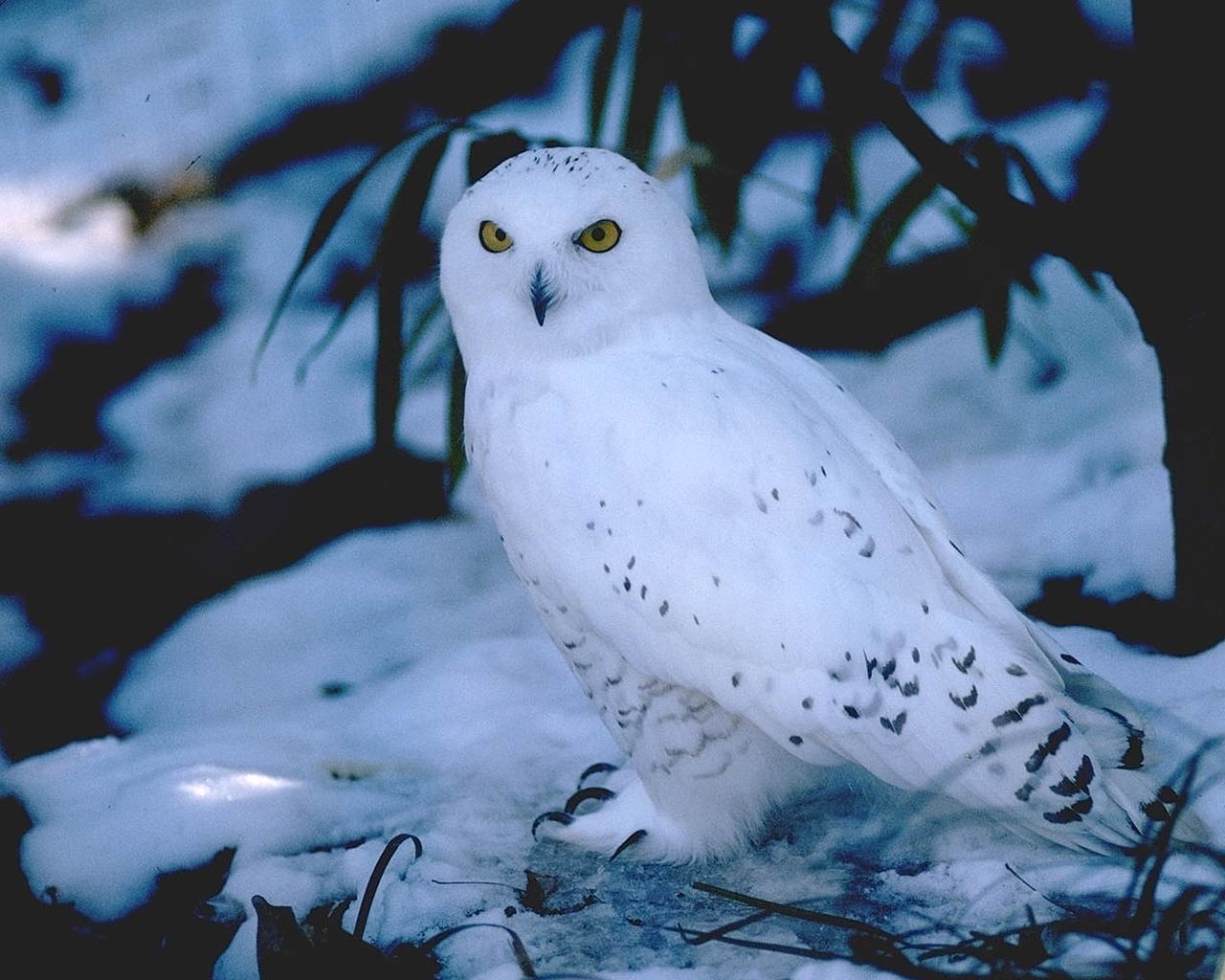 Snowy Owl Wallpapers