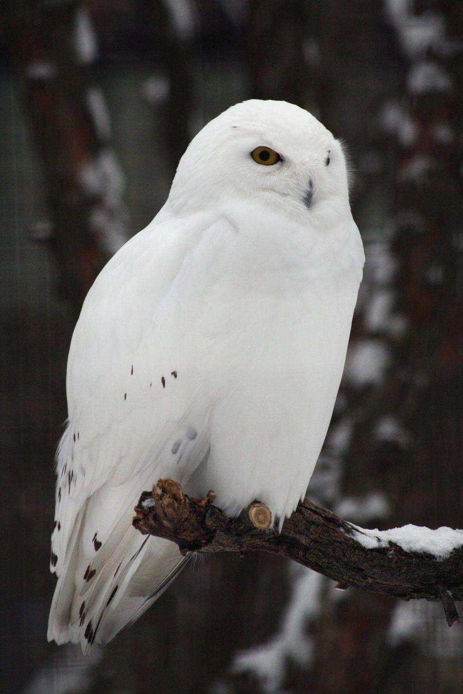 Snowy Owl Wallpapers