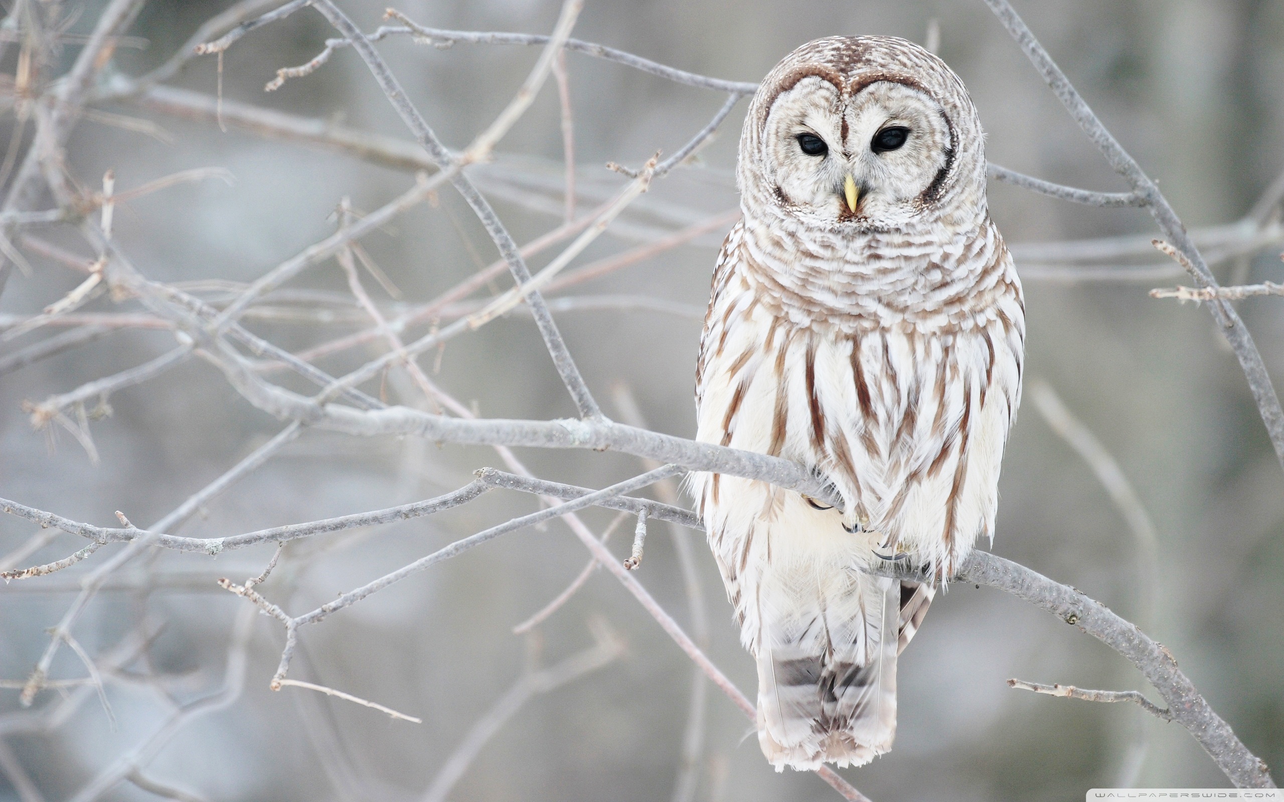 Snowy Owl Wallpapers