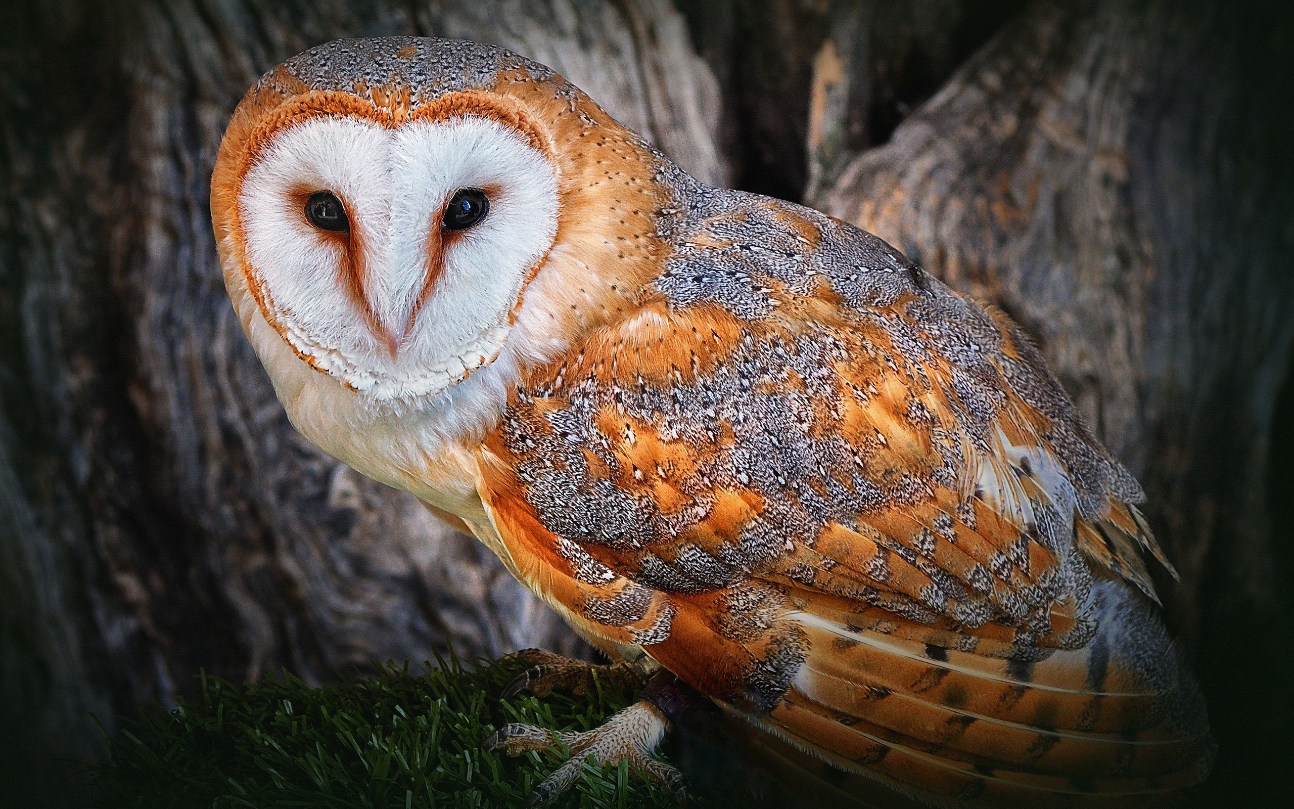 Snowy Owl Wallpapers