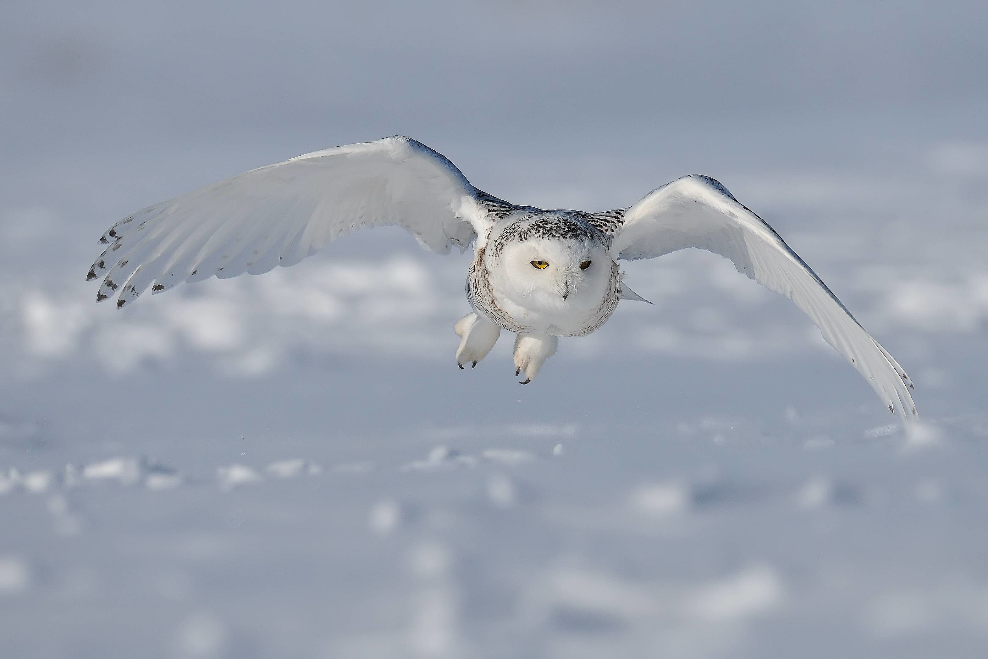 Snowy Owl Wallpapers