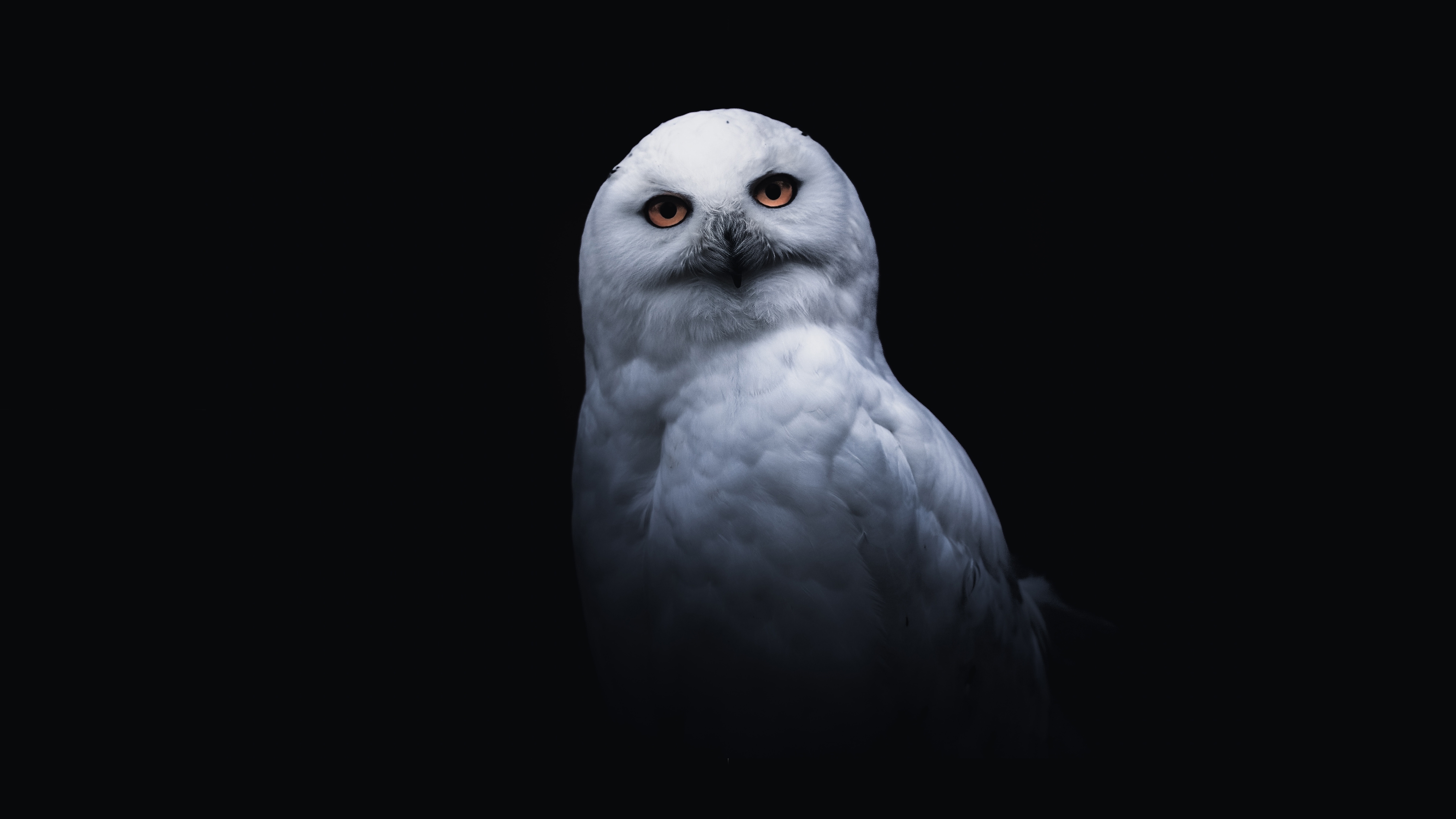 Snowy Owl Wallpapers