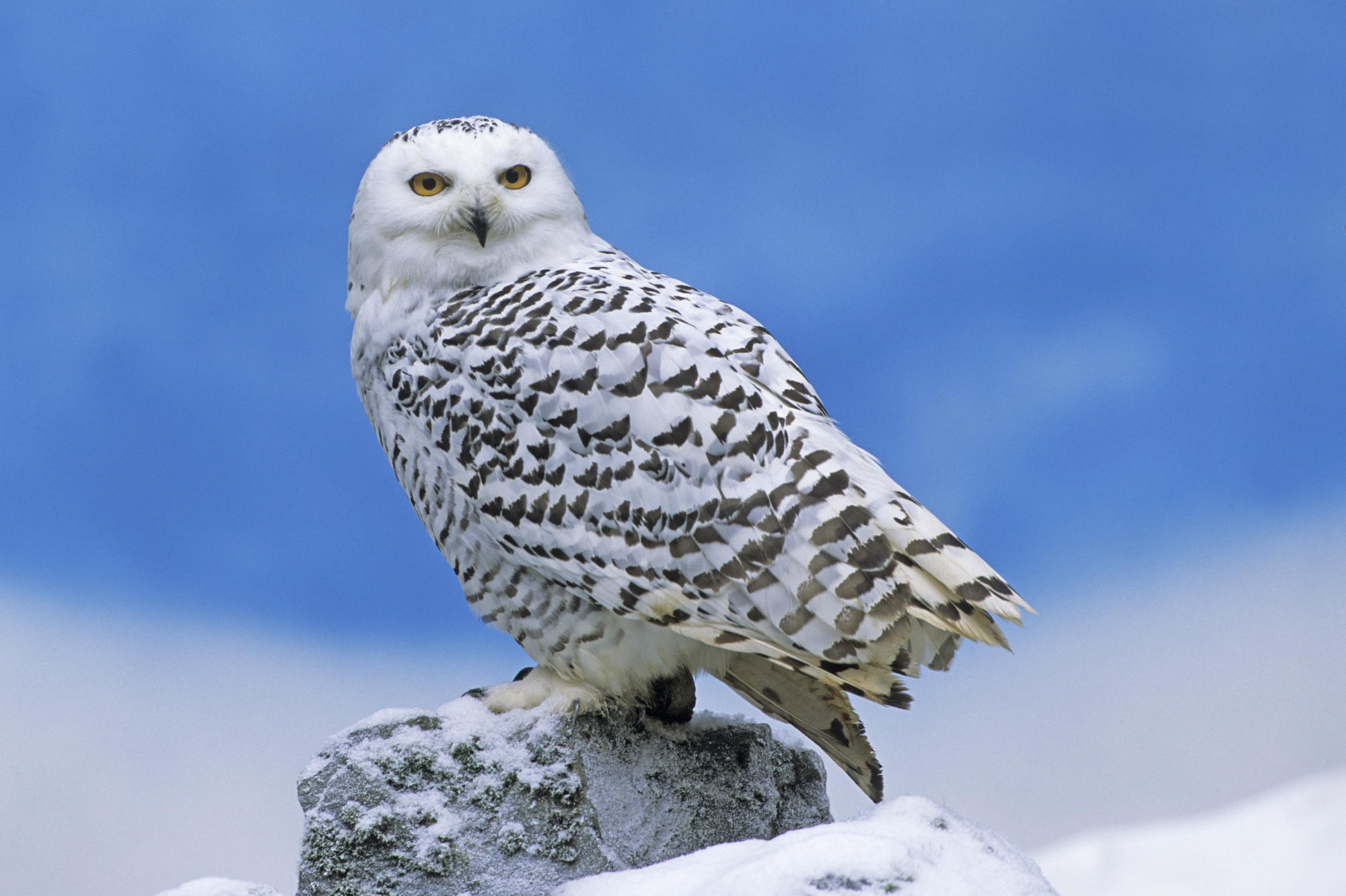 Snowy Owl Wallpapers