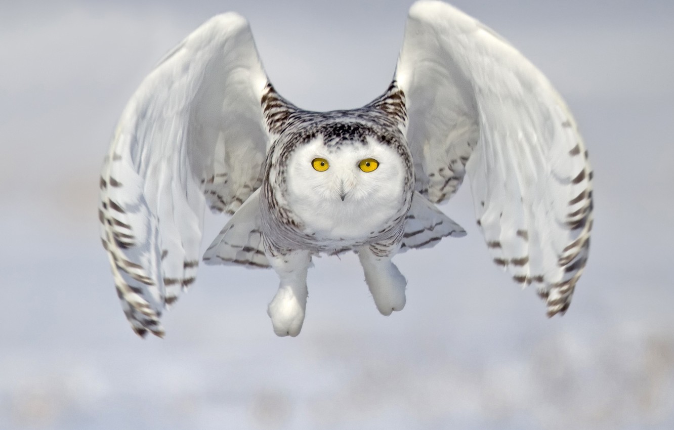 Snowy Owl Wallpapers