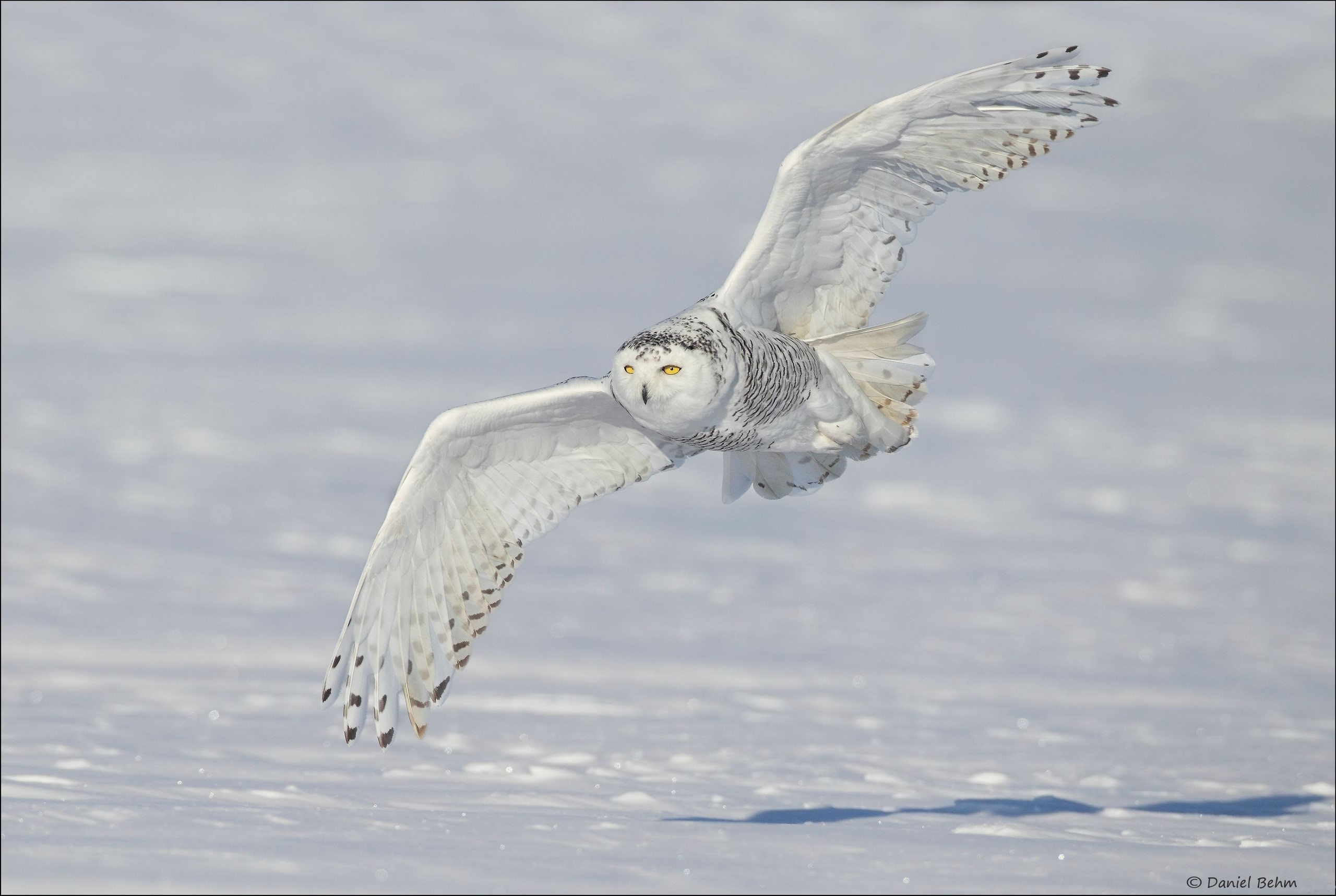 Snowy Owl Wallpapers