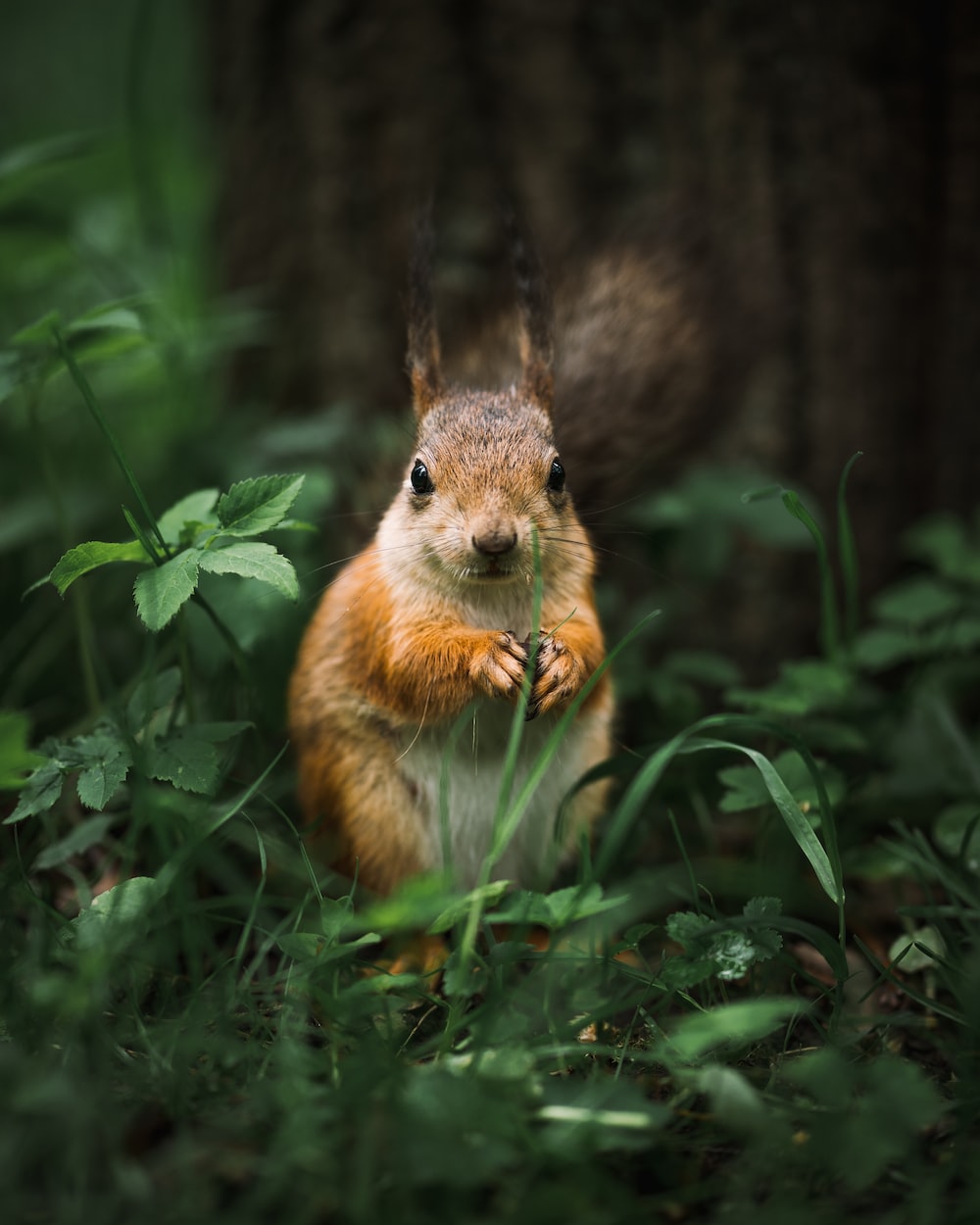 Squirrel Wallpapers