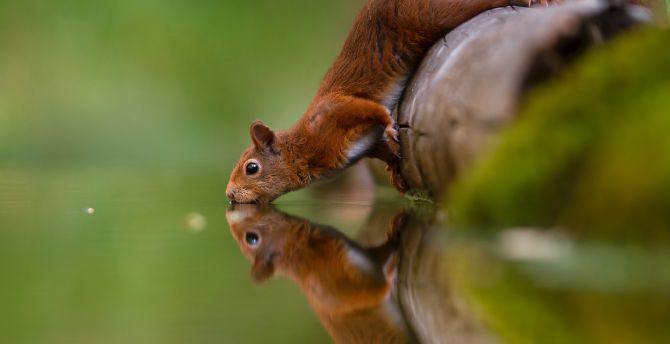 Squirrel Wallpapers