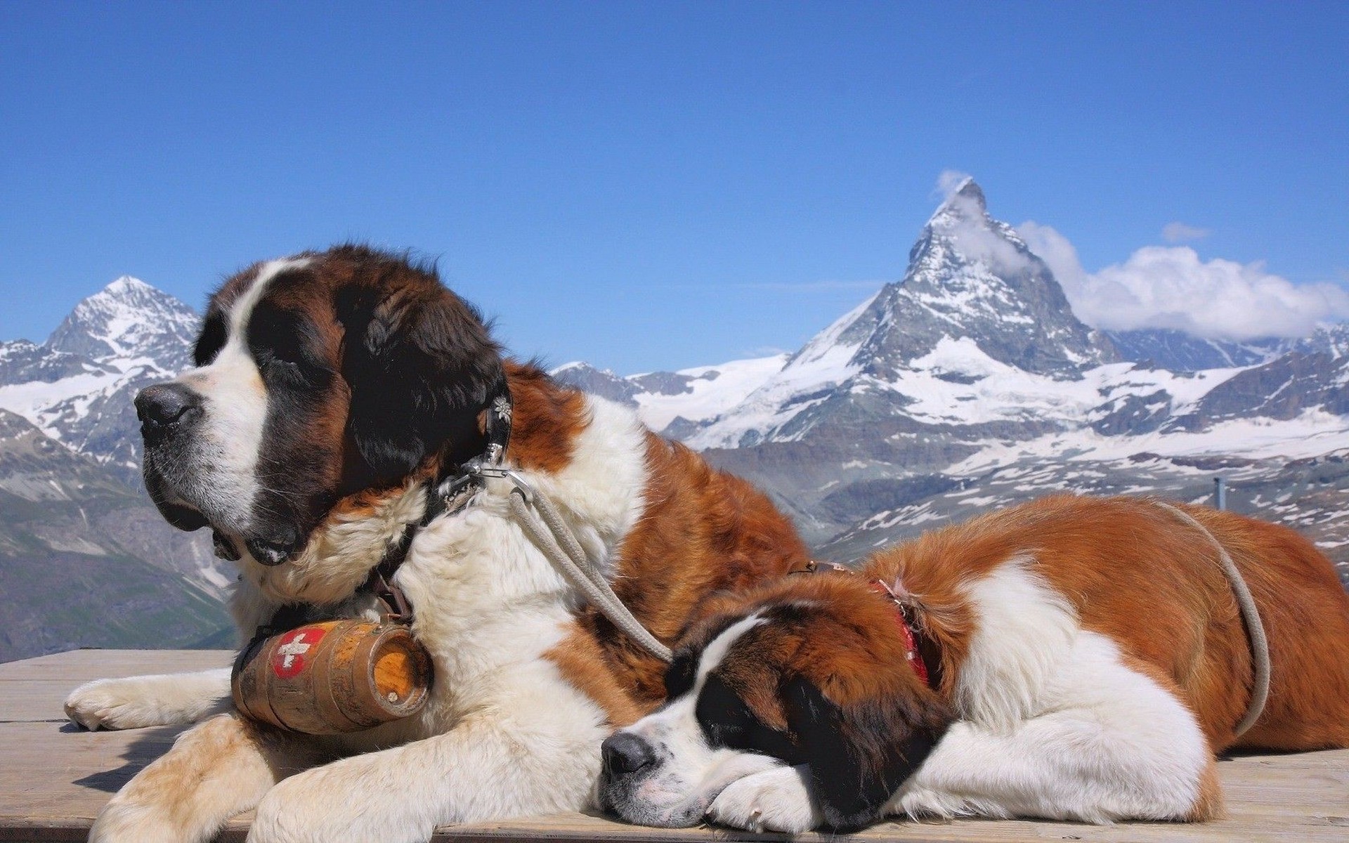 St. Bernard Wallpapers