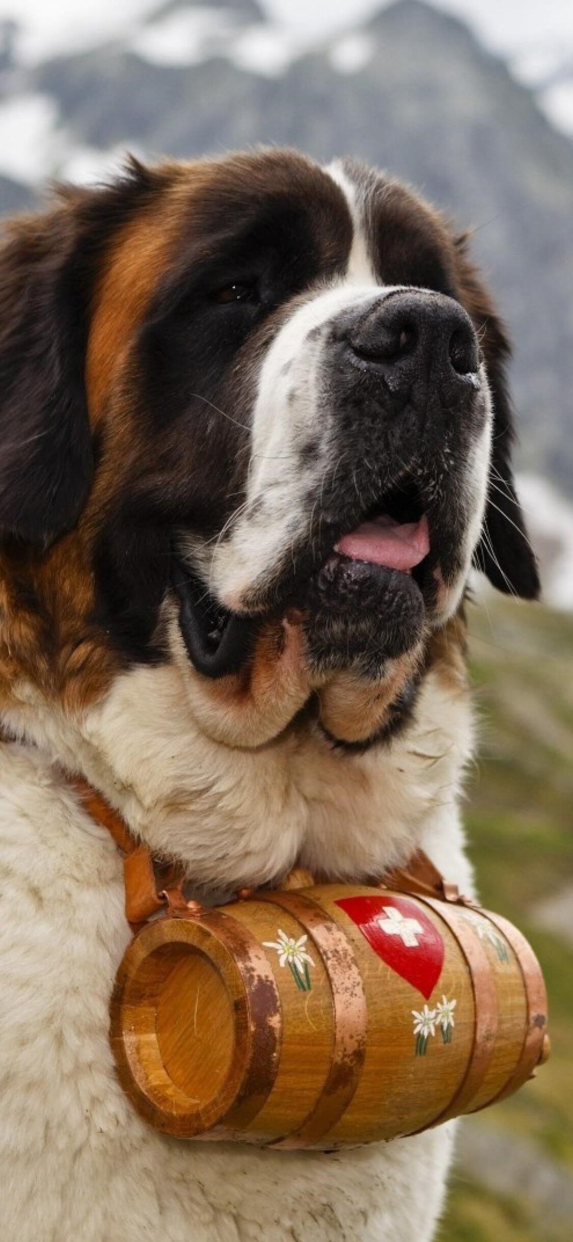 St. Bernard Wallpapers