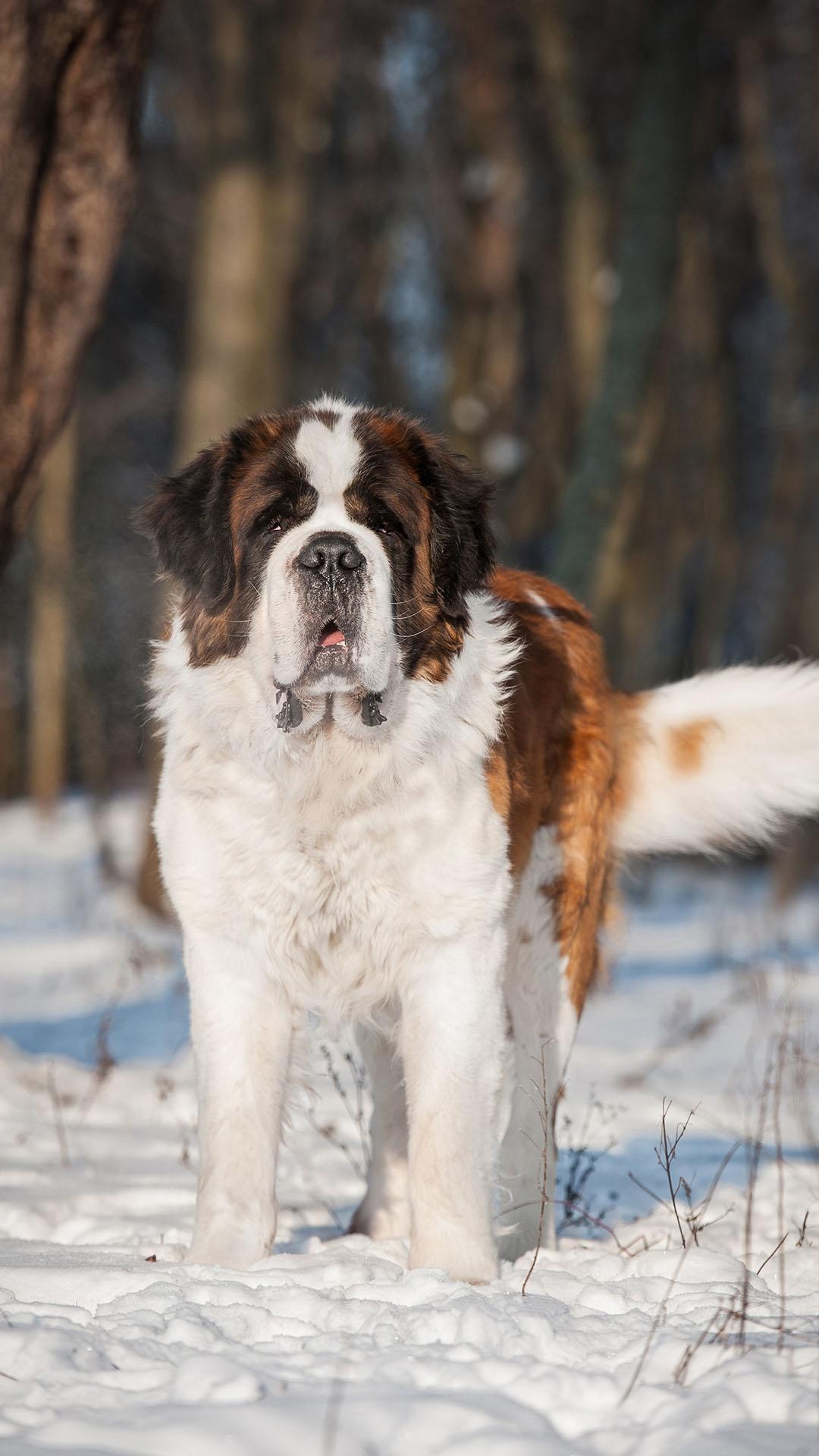 St. Bernard Wallpapers