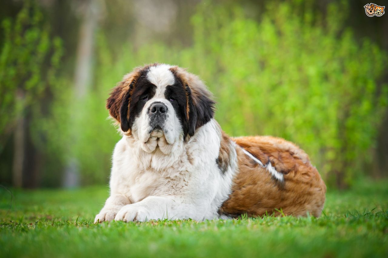 St. Bernard Wallpapers