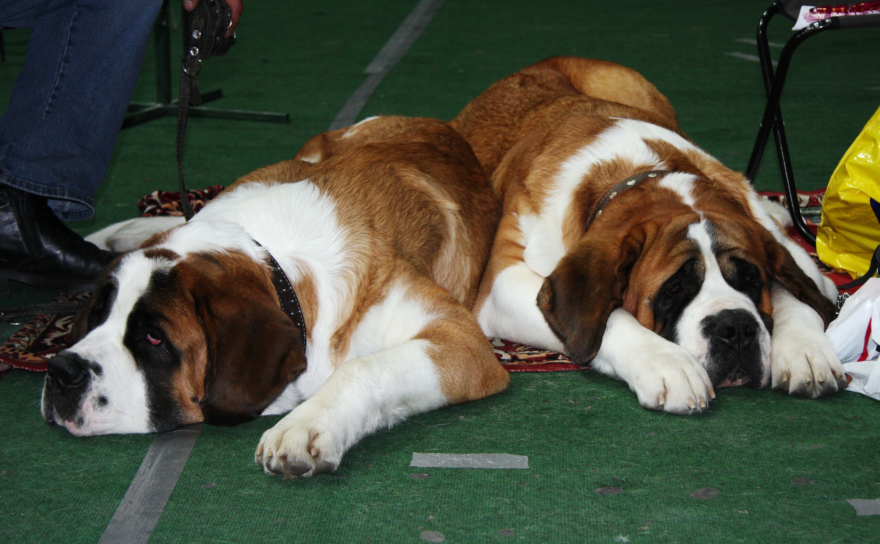 St. Bernard Wallpapers