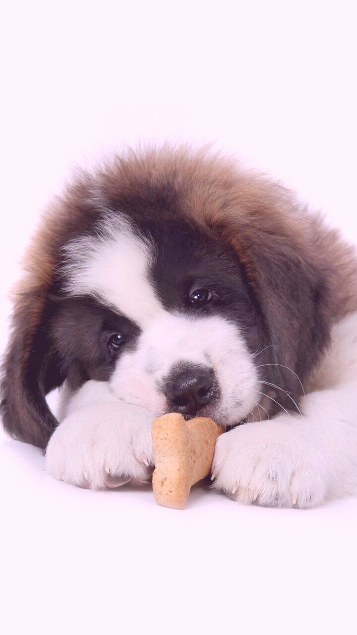 St. Bernard Wallpapers