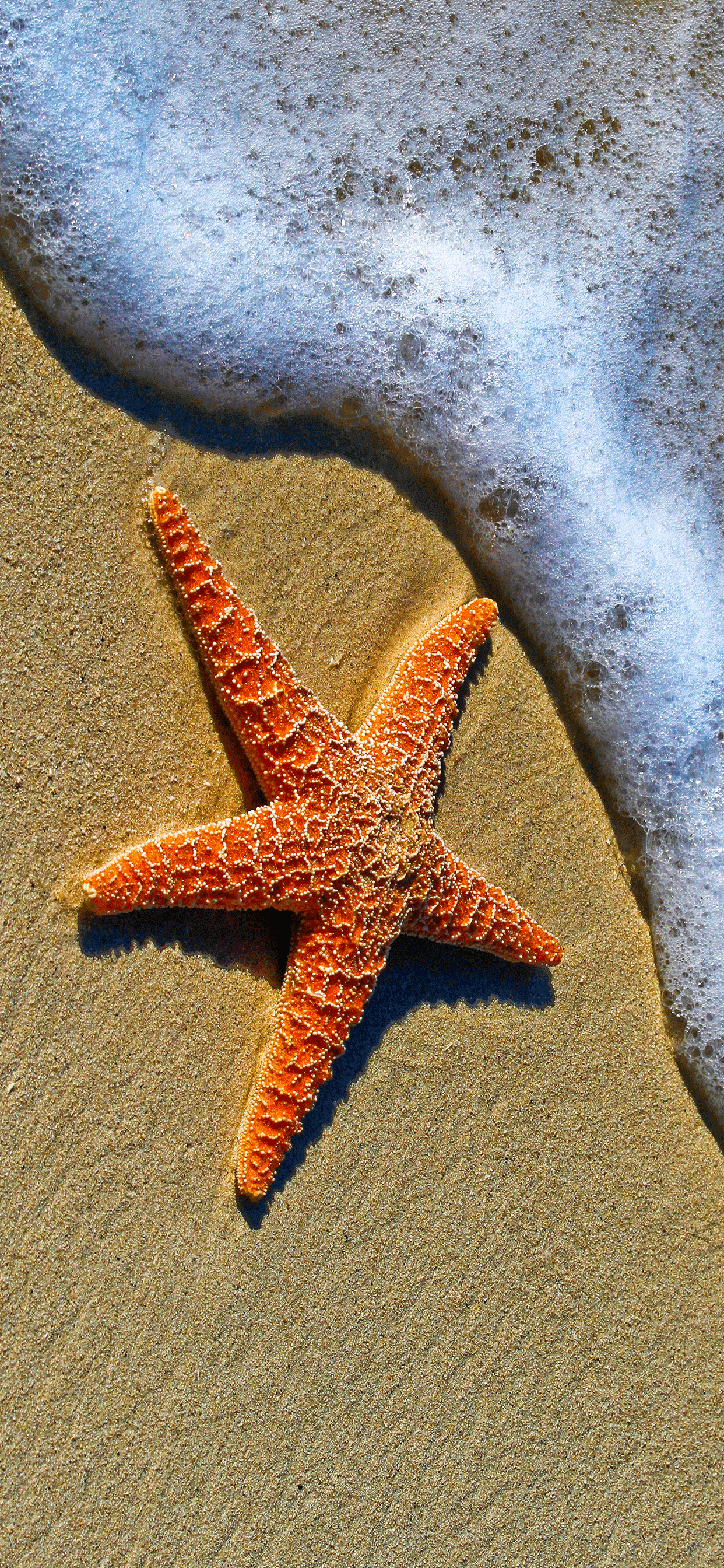 Starfish Wallpapers