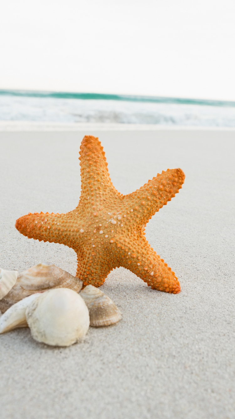 Starfish Wallpapers