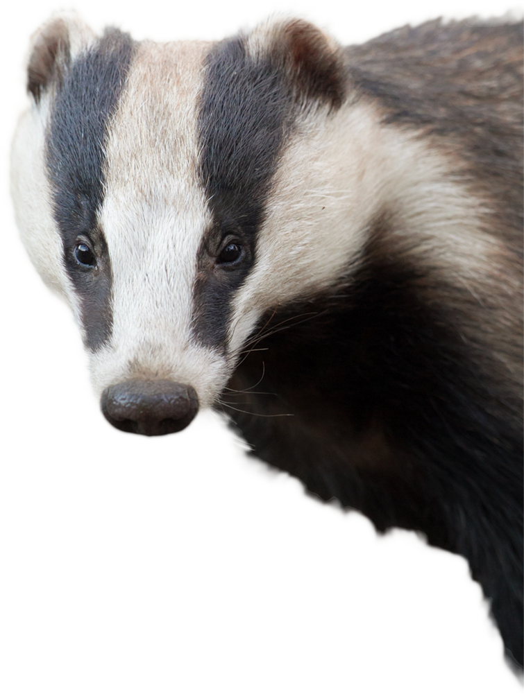 Stink Badgers Wallpapers