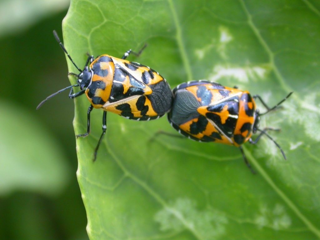 Stink Bugs Wallpapers