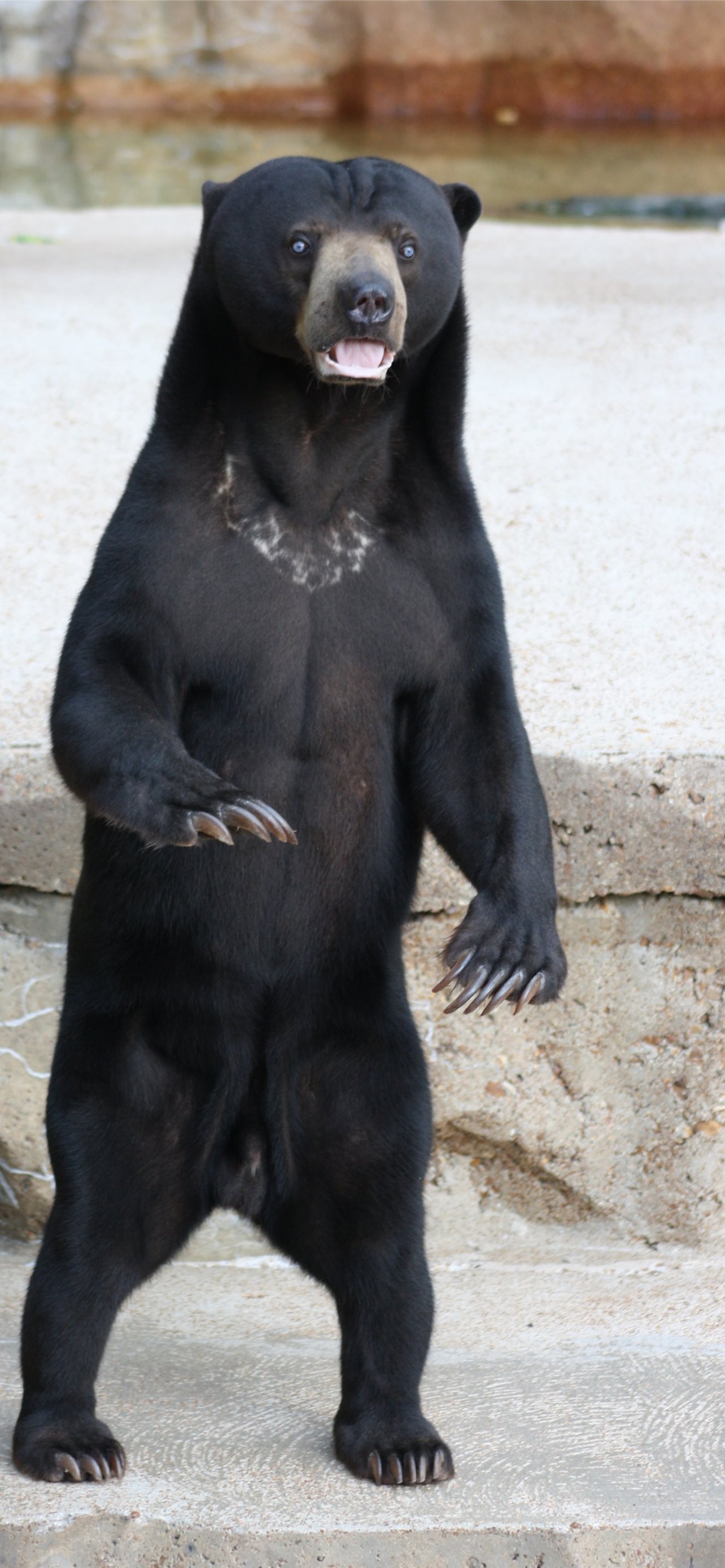 Sun Bear Wallpapers