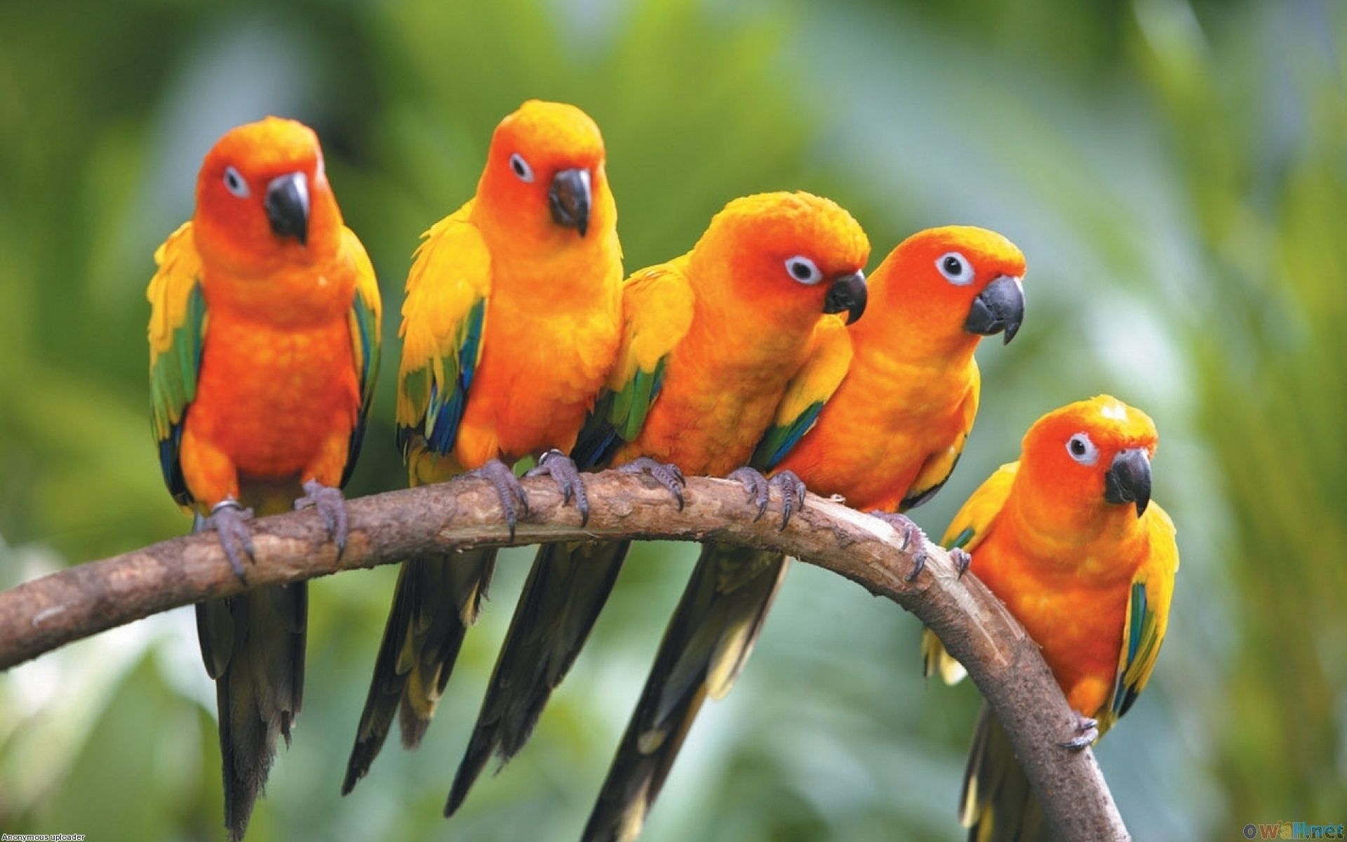 Sun Parakeet Wallpapers