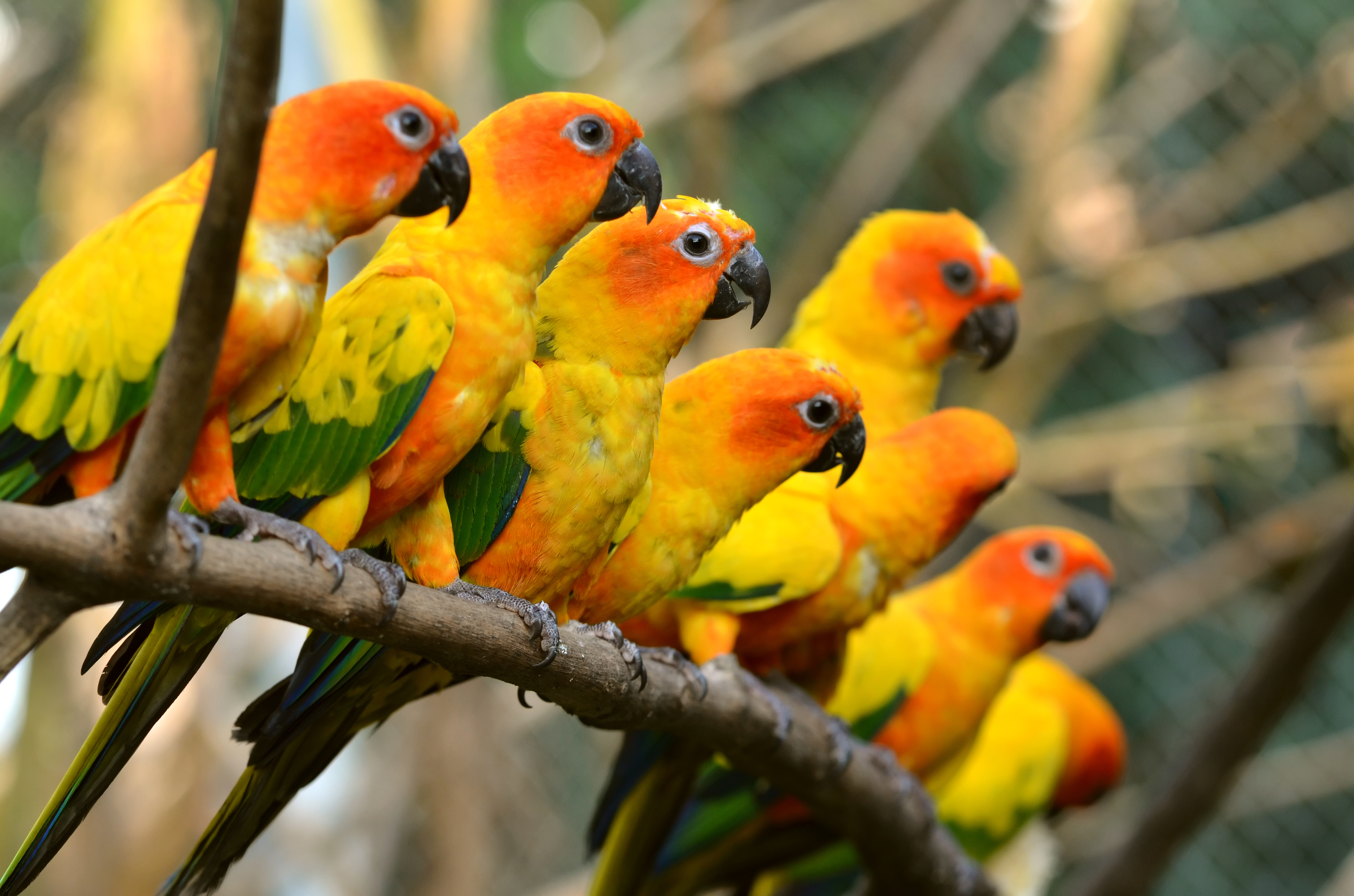 Sun Parakeet Wallpapers