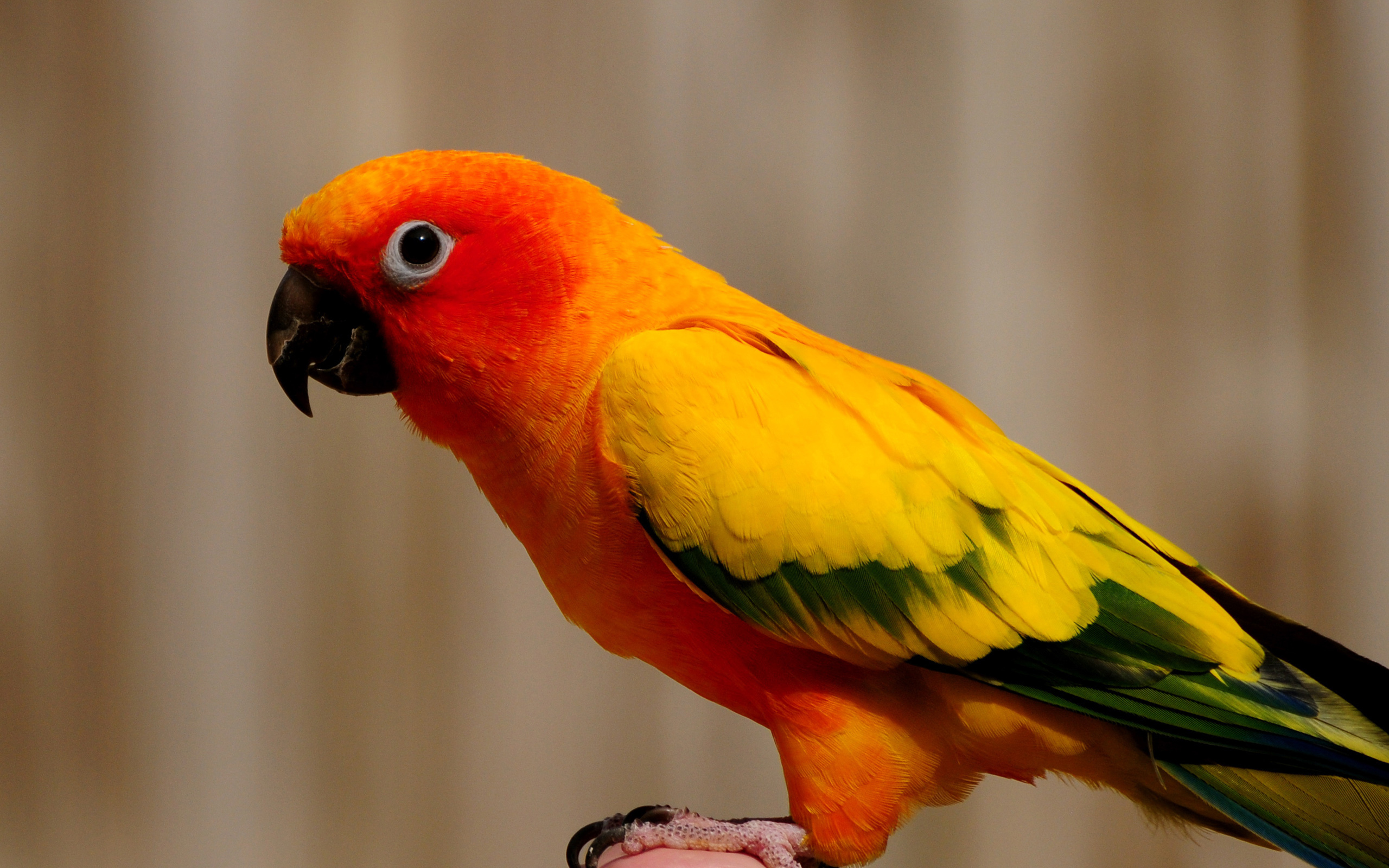 Sun Parakeet Wallpapers