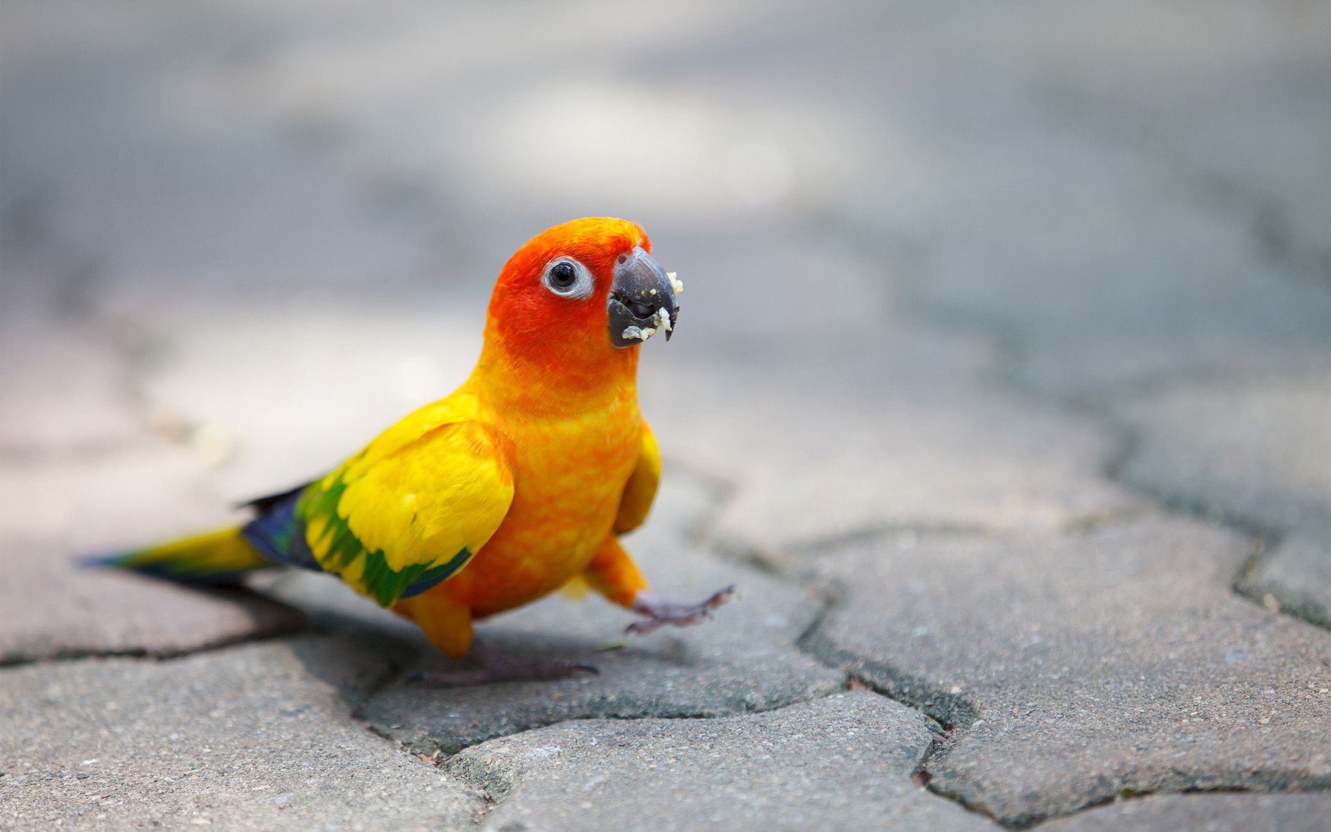 Sun Parakeet Wallpapers