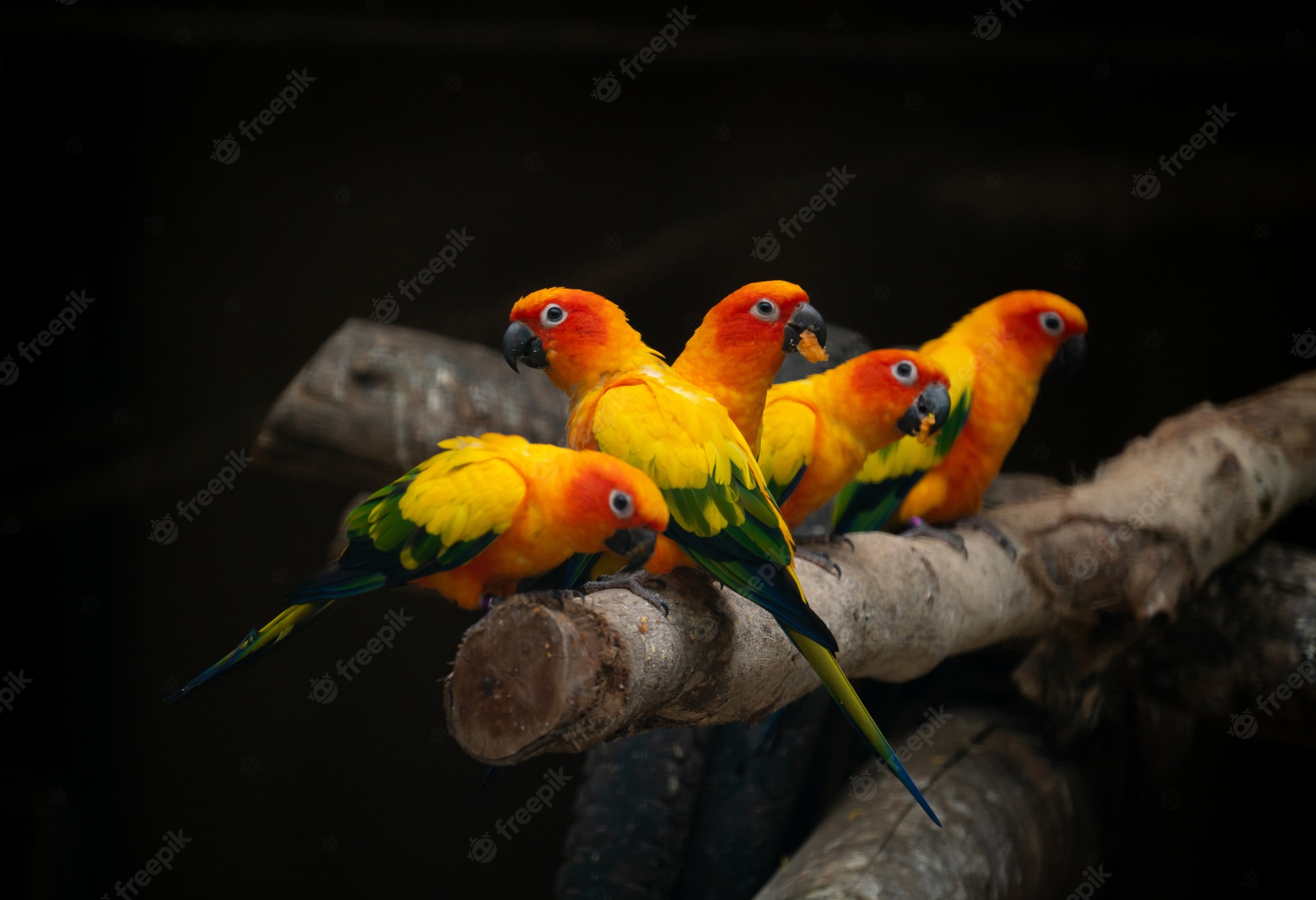 Sun Parakeet Wallpapers