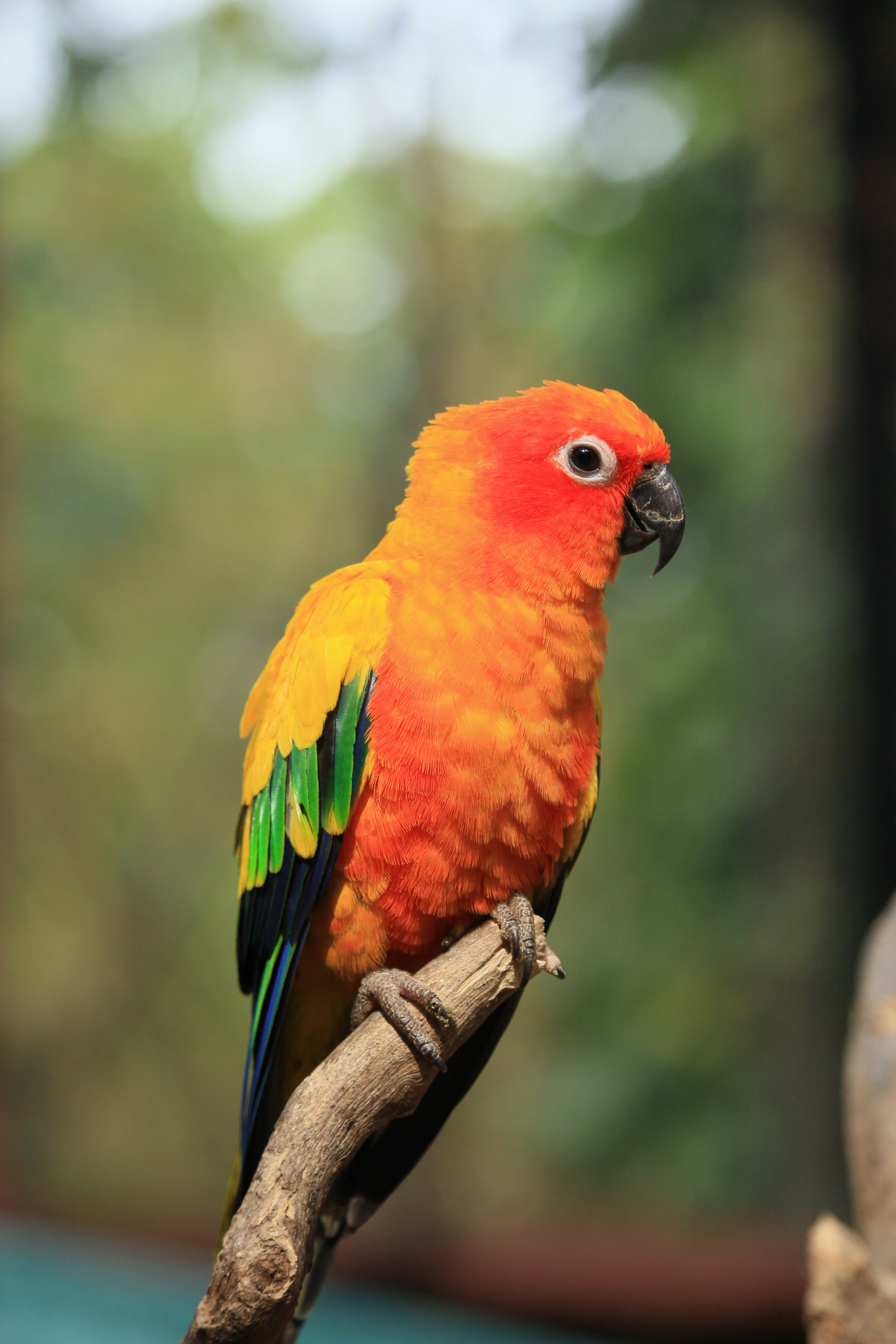 Sun Parakeet Wallpapers