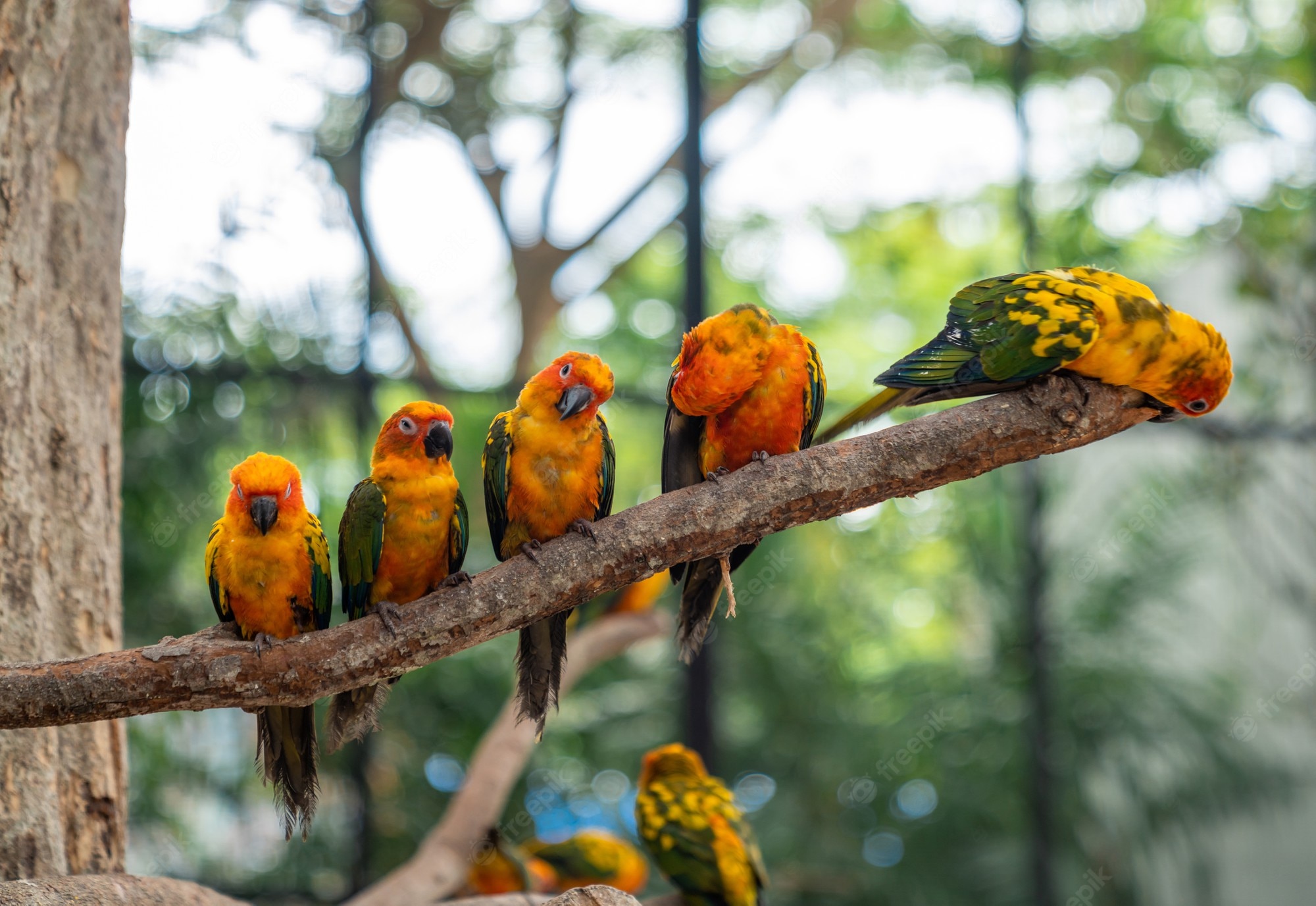 Sun Parakeet Wallpapers