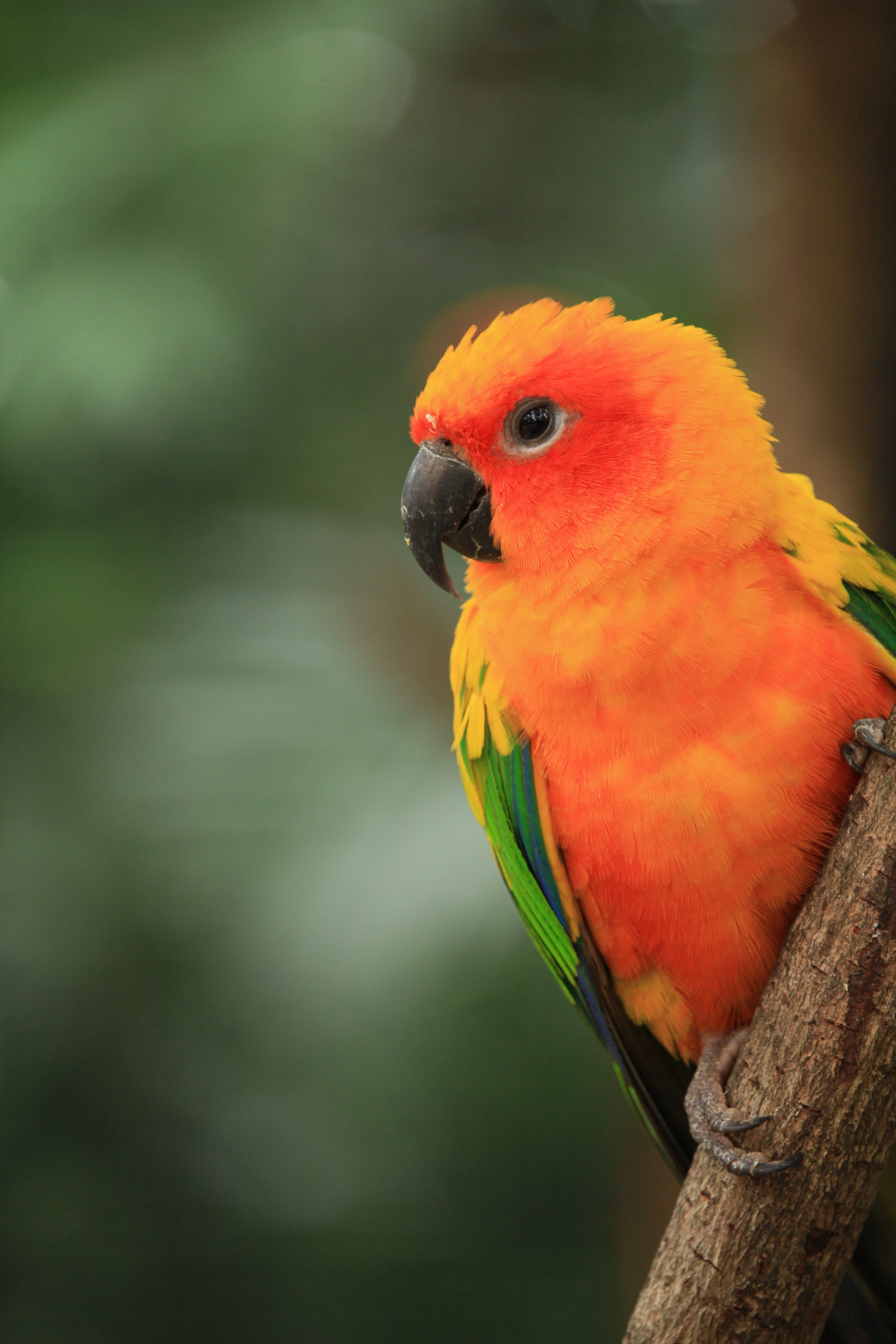 Sun Parakeet Wallpapers