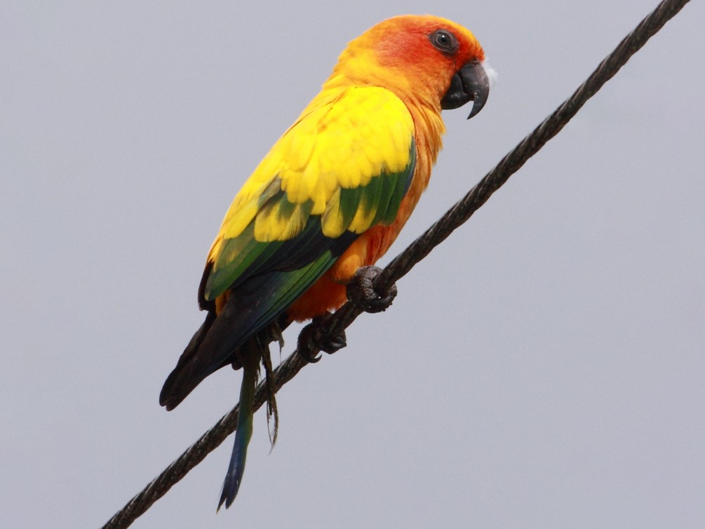 Sun Parakeet Wallpapers