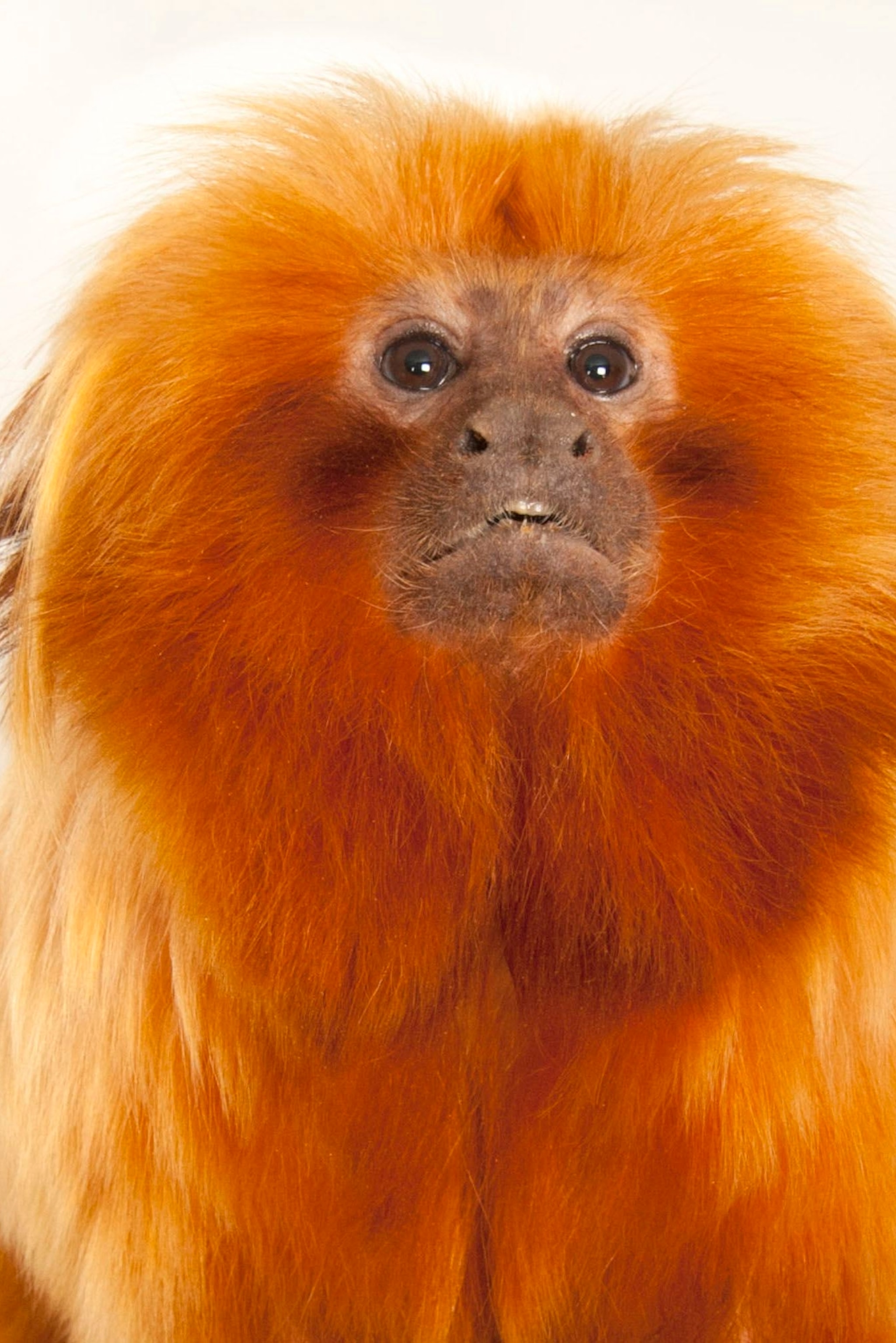 Tamarin Wallpapers