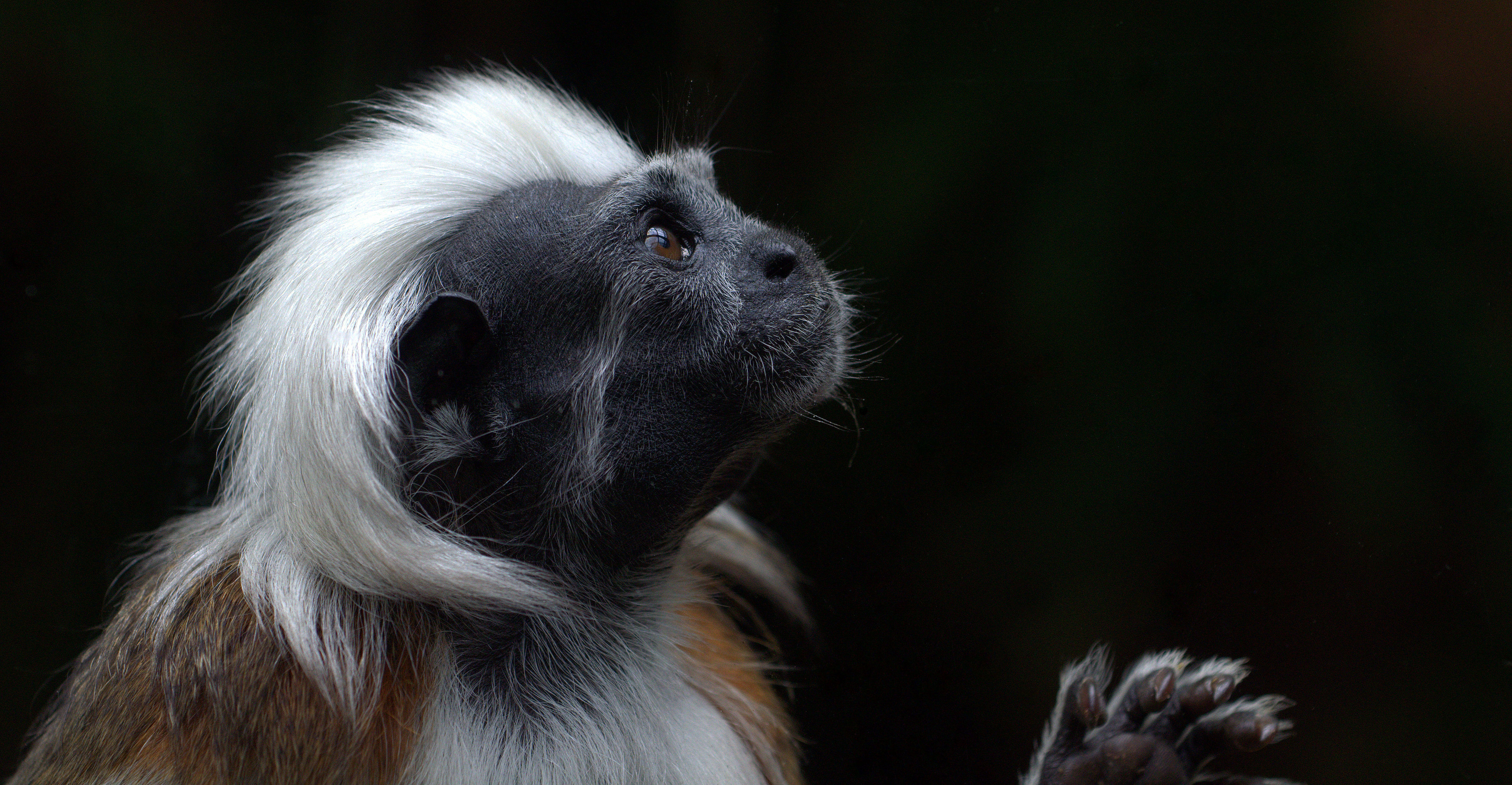 Tamarin Wallpapers